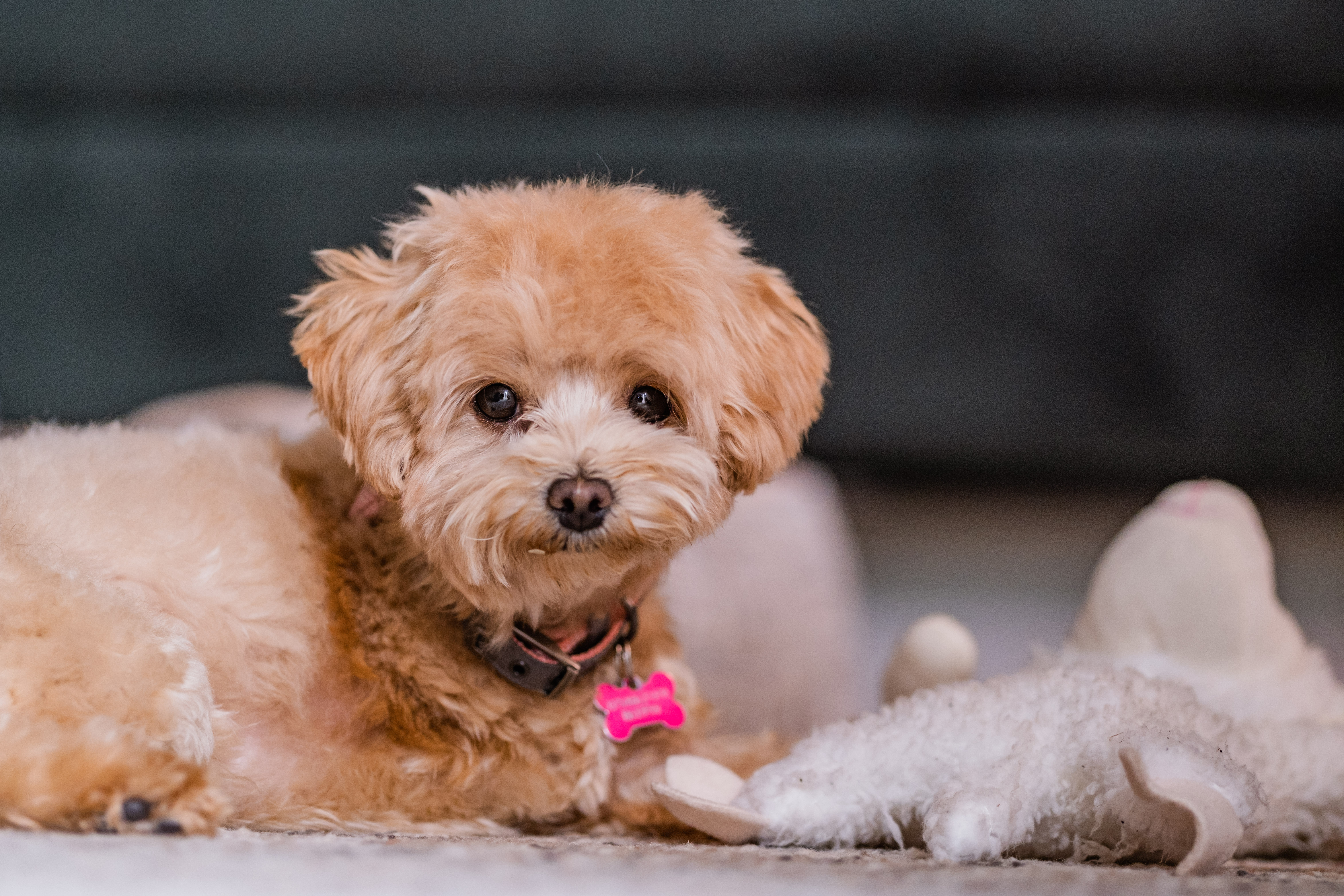 Golden toy poodle Llammy gazes into the camera as she lies next to her cuddly toy lamb