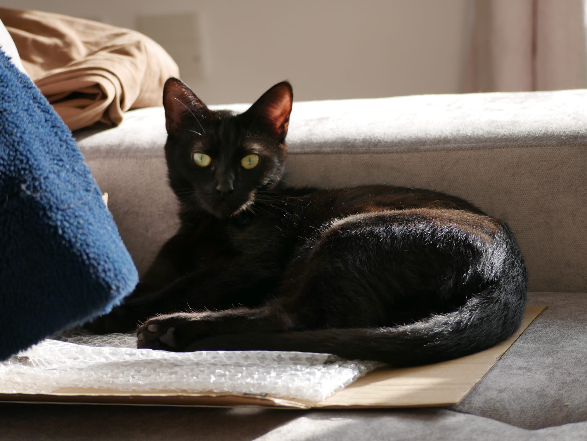 Long stay black cat Mavis sits by a grey cushion staring into the camera