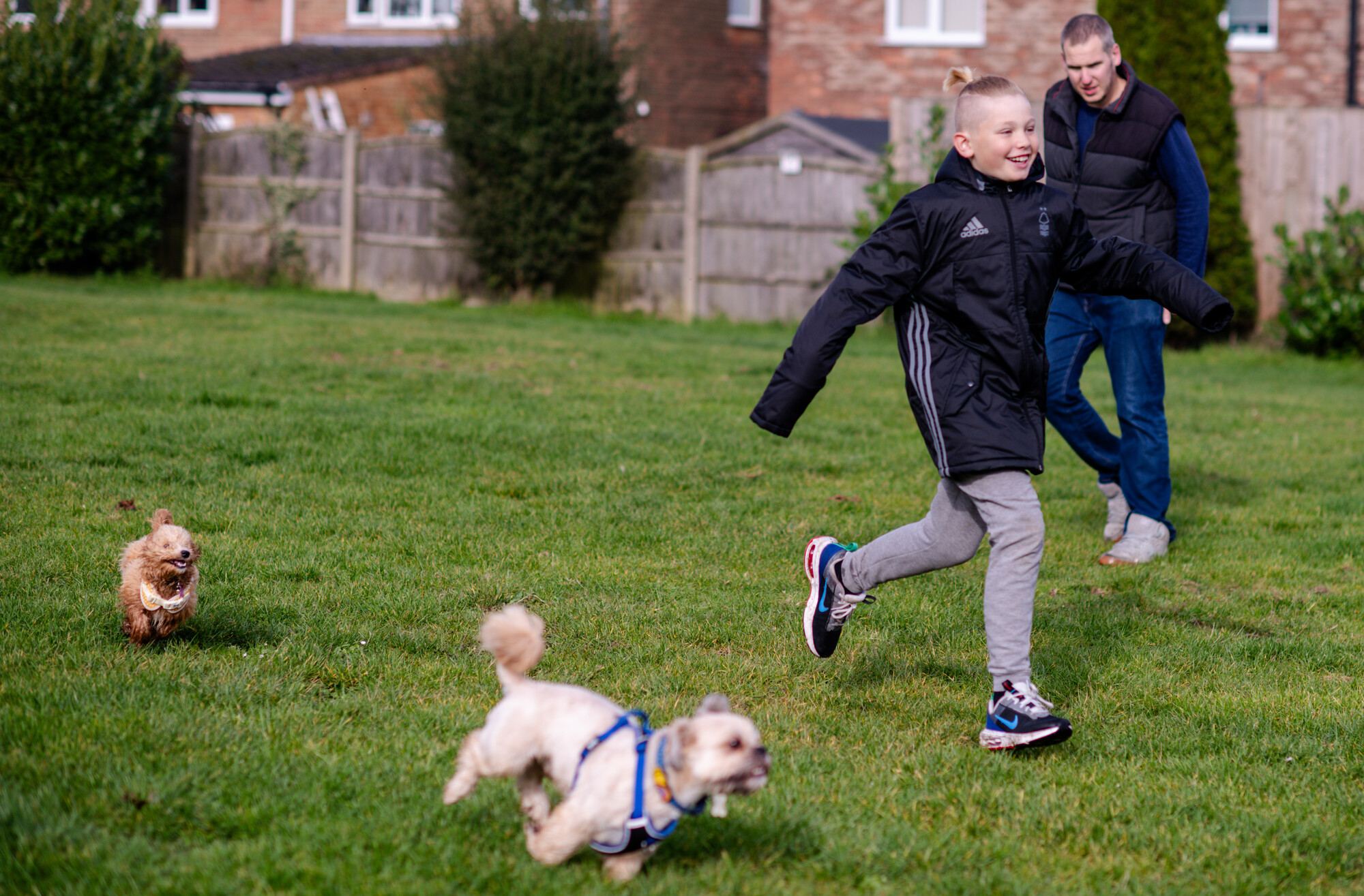 A shih tzu dog and poochon puppy race through a grassy park with a laughing young boy