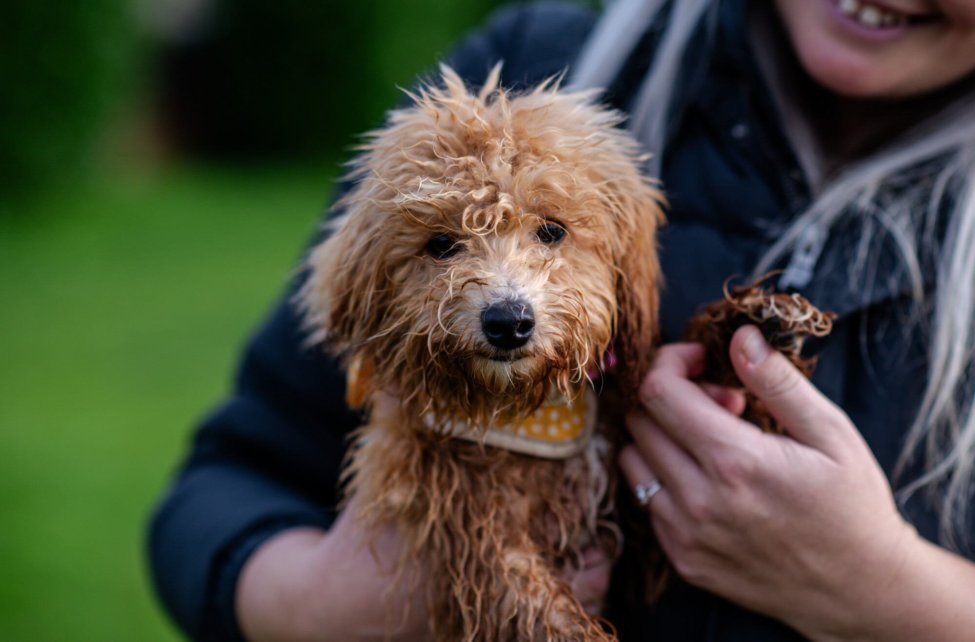 Fluffy golden poochon puppy Nancy is cuddled by her rehomer