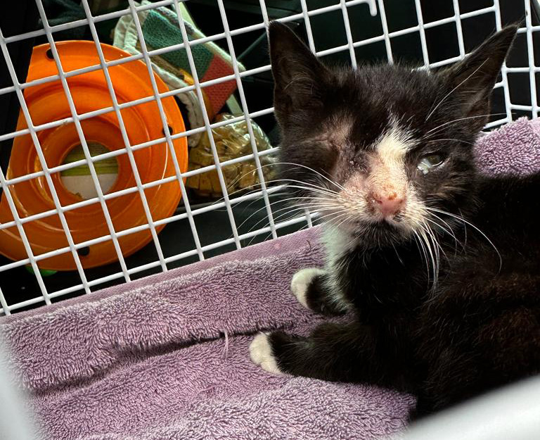 Cat Uno lying on a purple towel in a crate following an operation to remove her eye