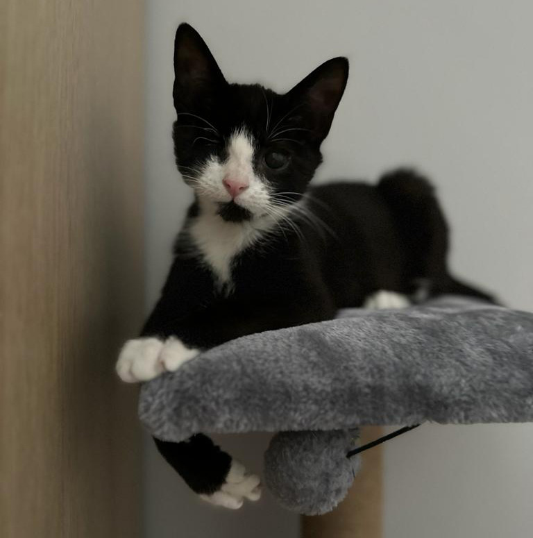 Black and white cat with one eye sits atop a scratching post looking into camera