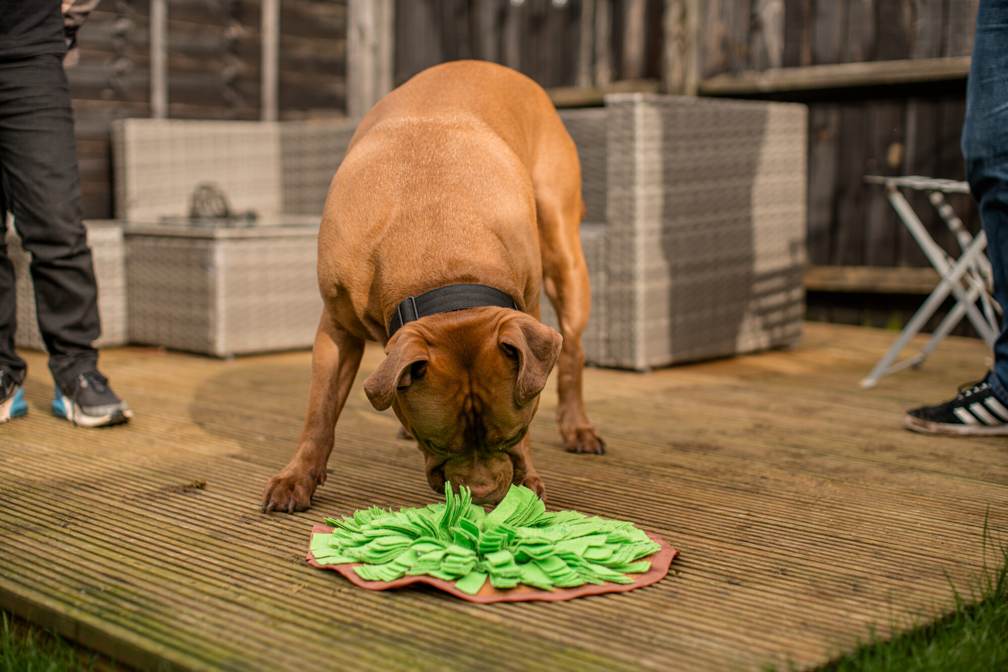 XL bully type Steve with his nose in a green snuffle mat outside in the garden