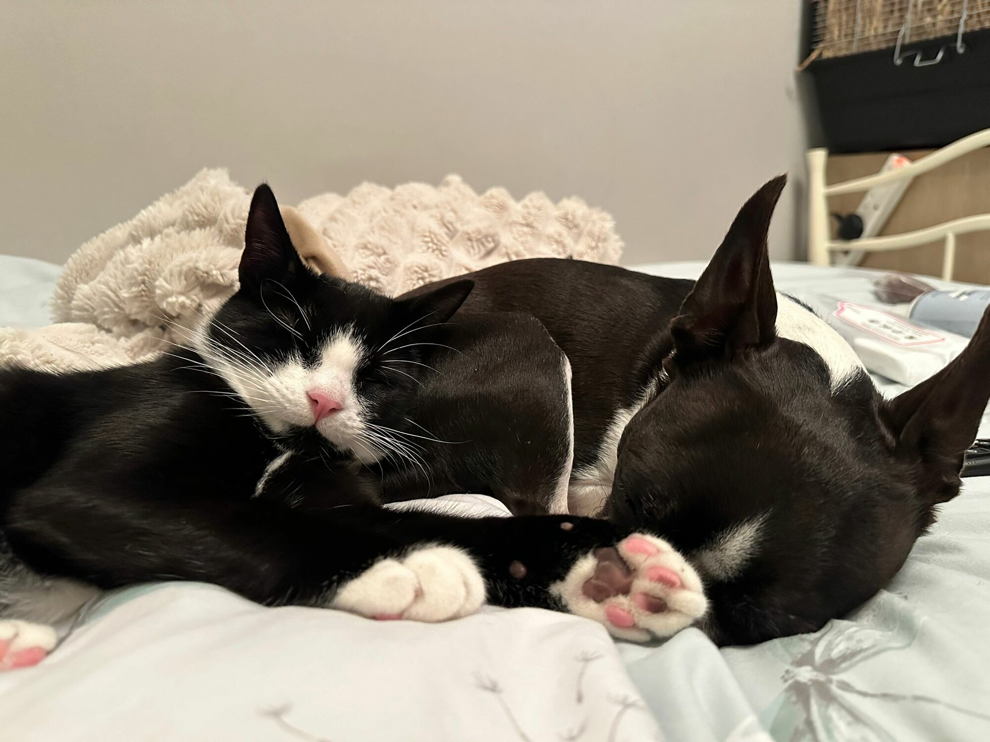 Black and white cat Uno cuddles up to black dog friend while they both sleep on a bed