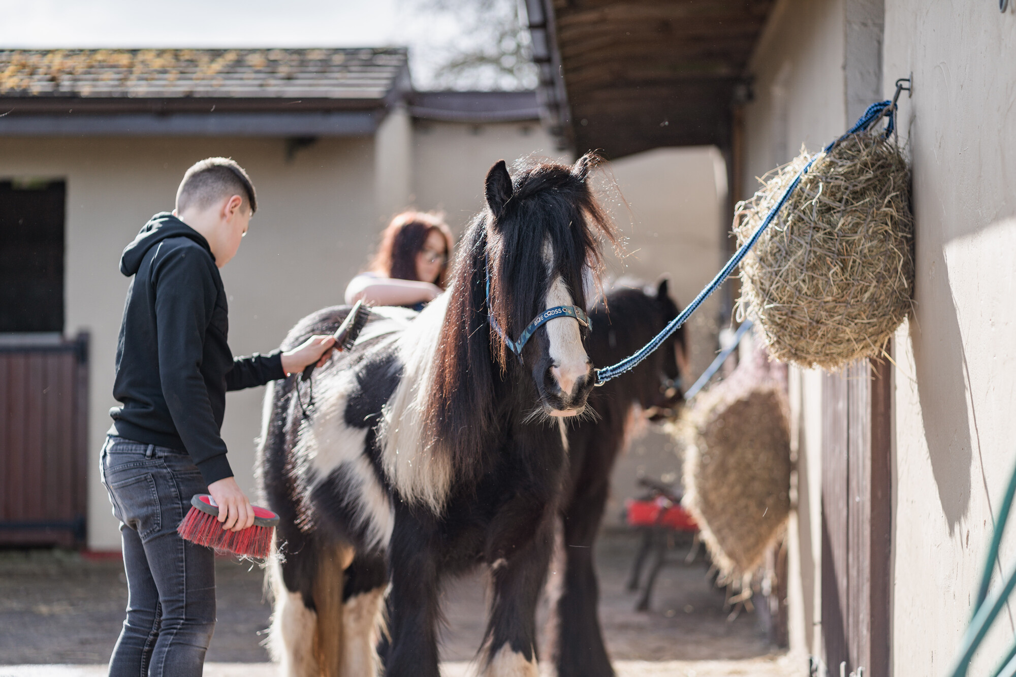 Black and white pony Bandit is groomed by a boy in a stableyard