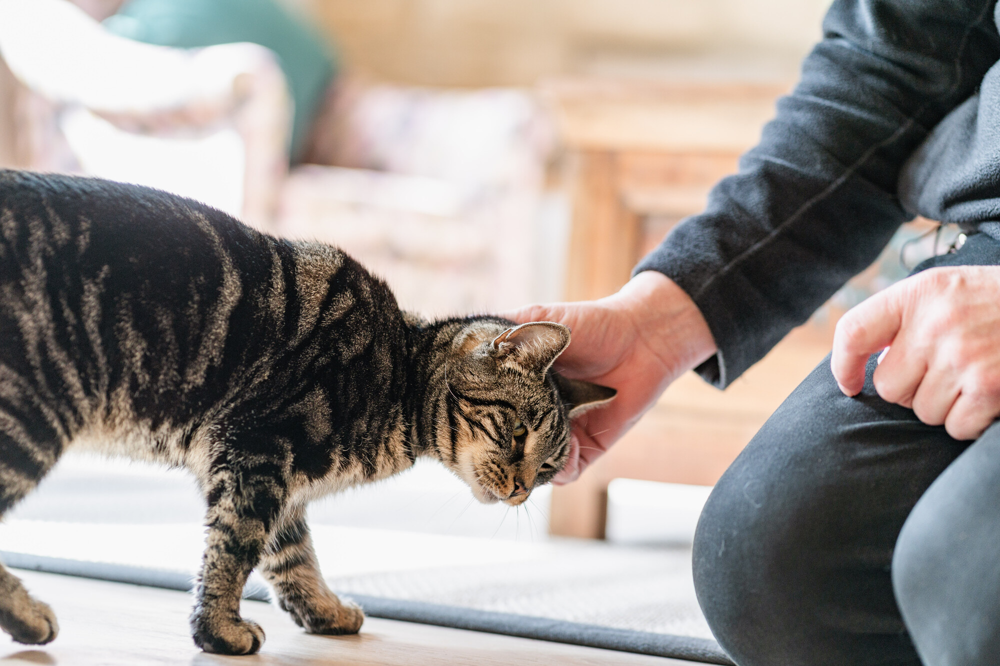 Black and silver tabby cat Daisy leans into the right to be stroked on the head by her rehomer