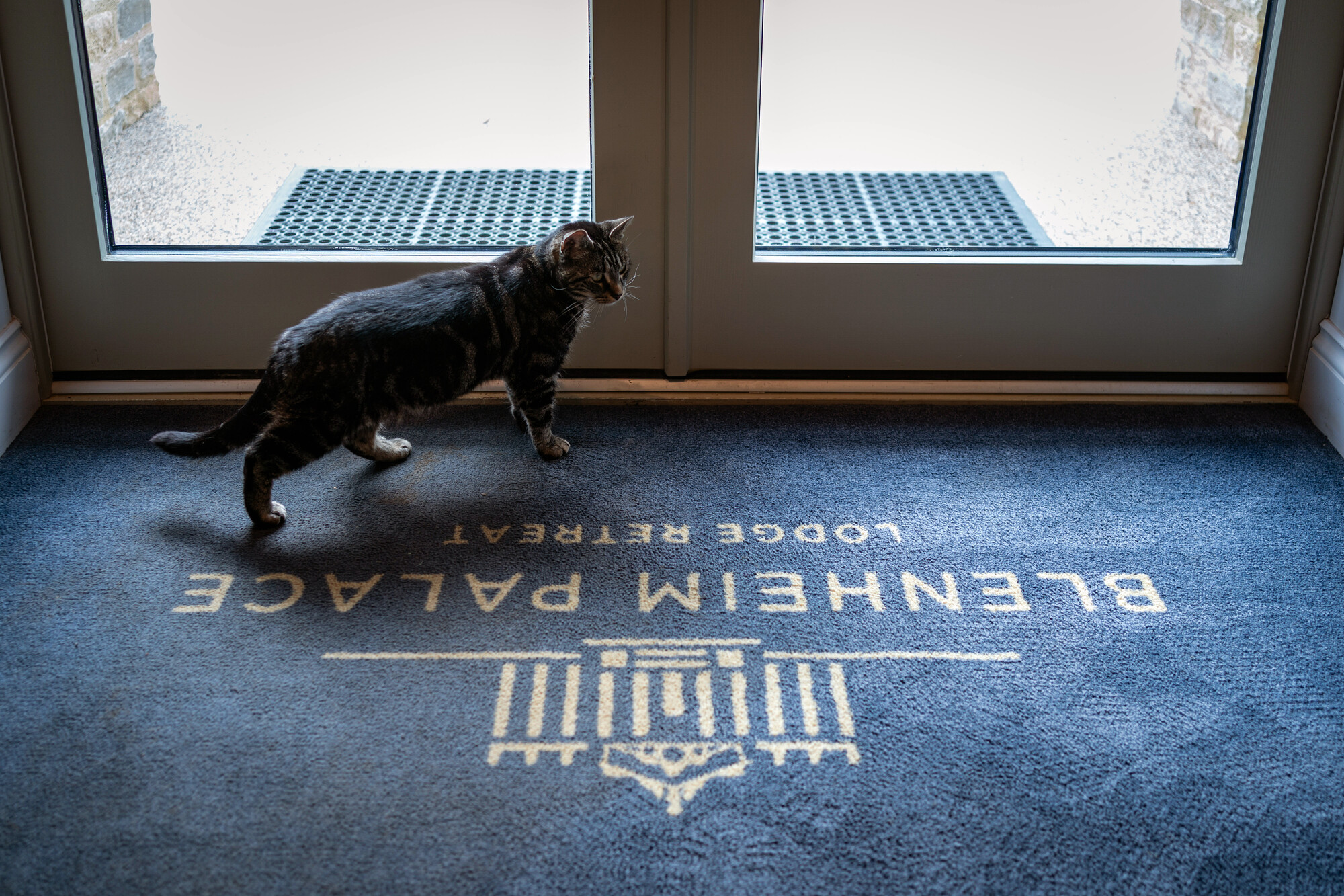 Tabby cat Daisy stands on a grey and cream carpet marked with Blenheim Palace Lodge Retreat