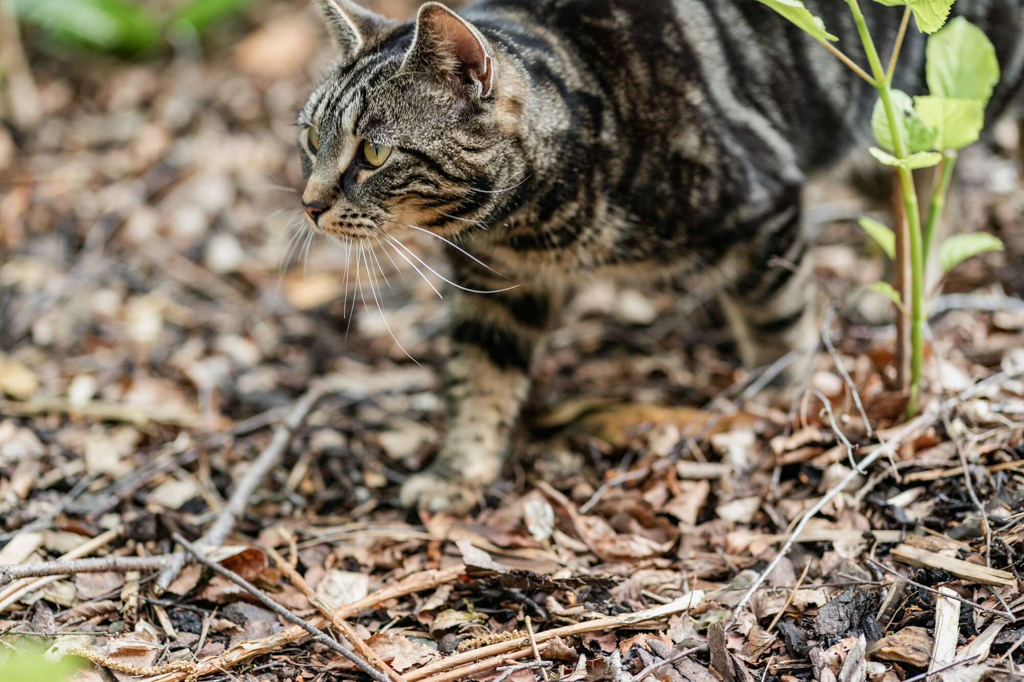 A tabby cat gazes intently to the left while stalking through bark and shrubs