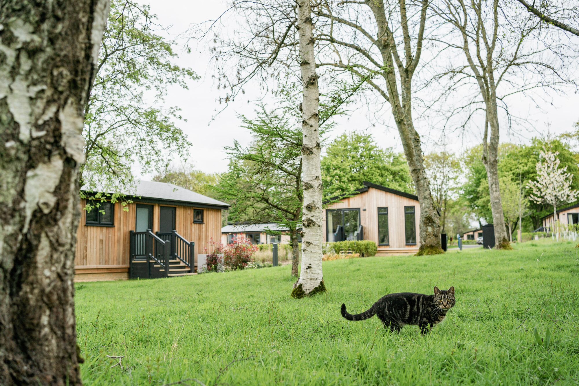 A tabby cat strolls among birch trees and wooden lodges 