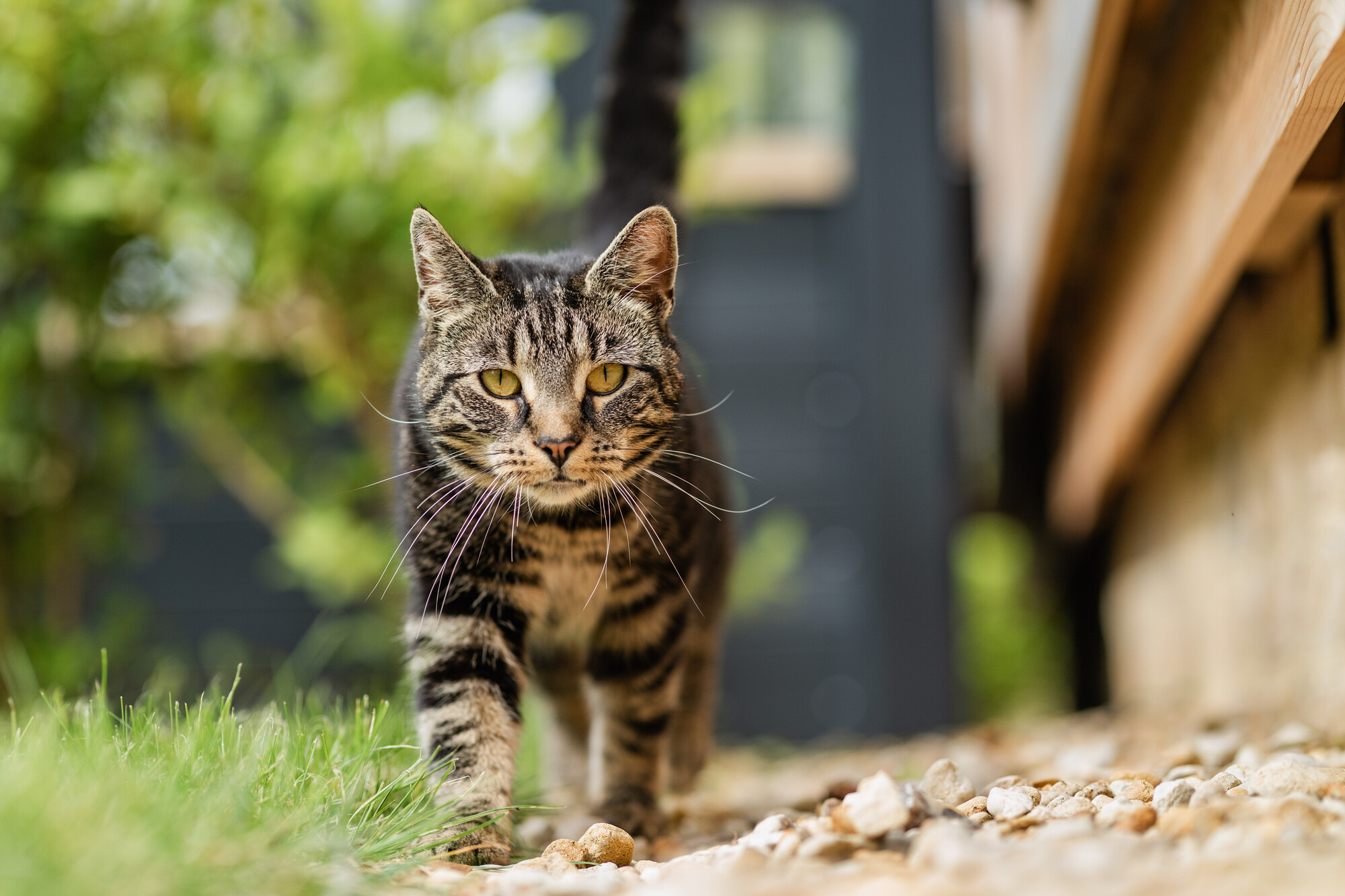 Tabby cat Daisy walks towards the camera over grass and white pebbles