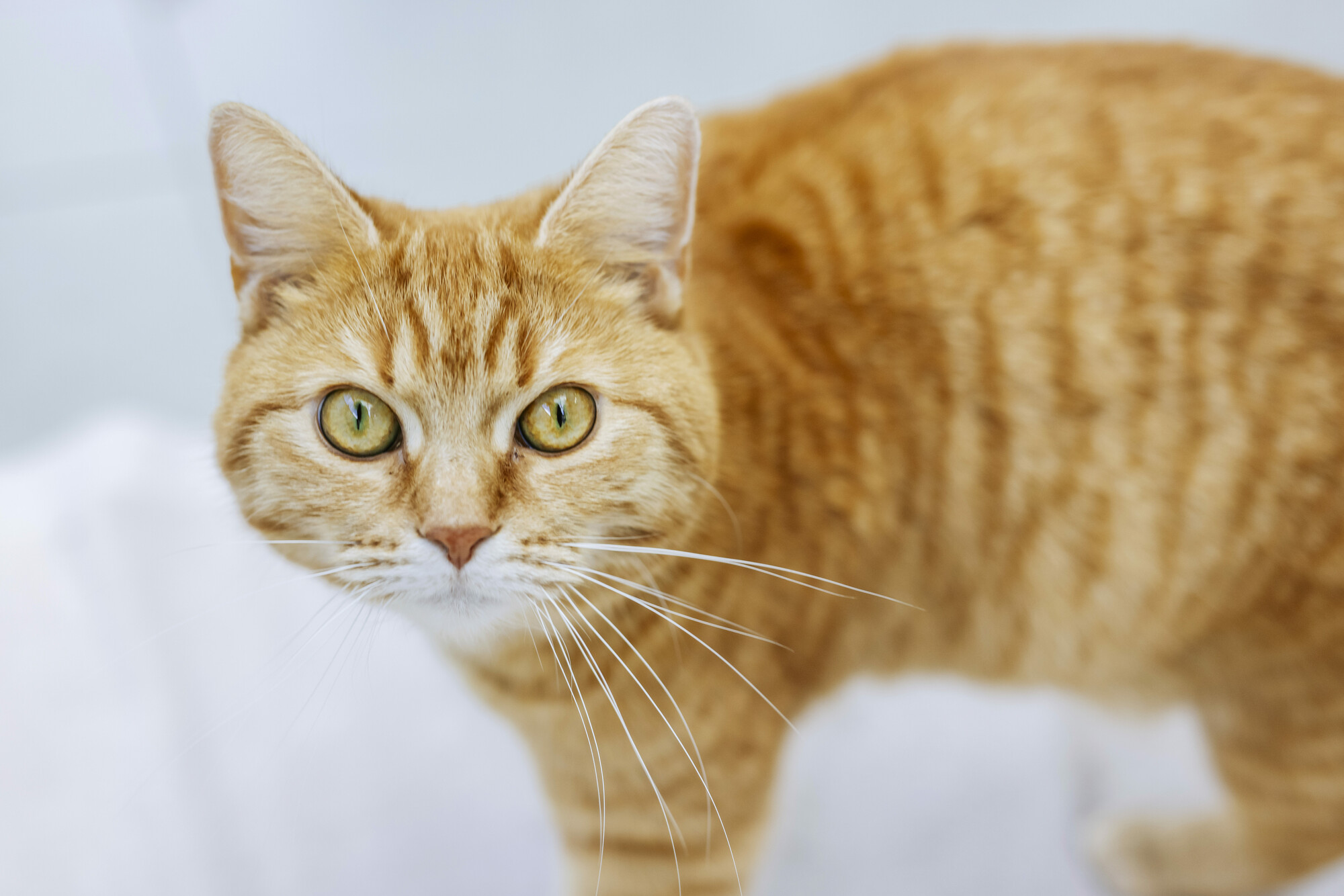 Ginger cat Hope stares into the lens with piercing yellow eyes