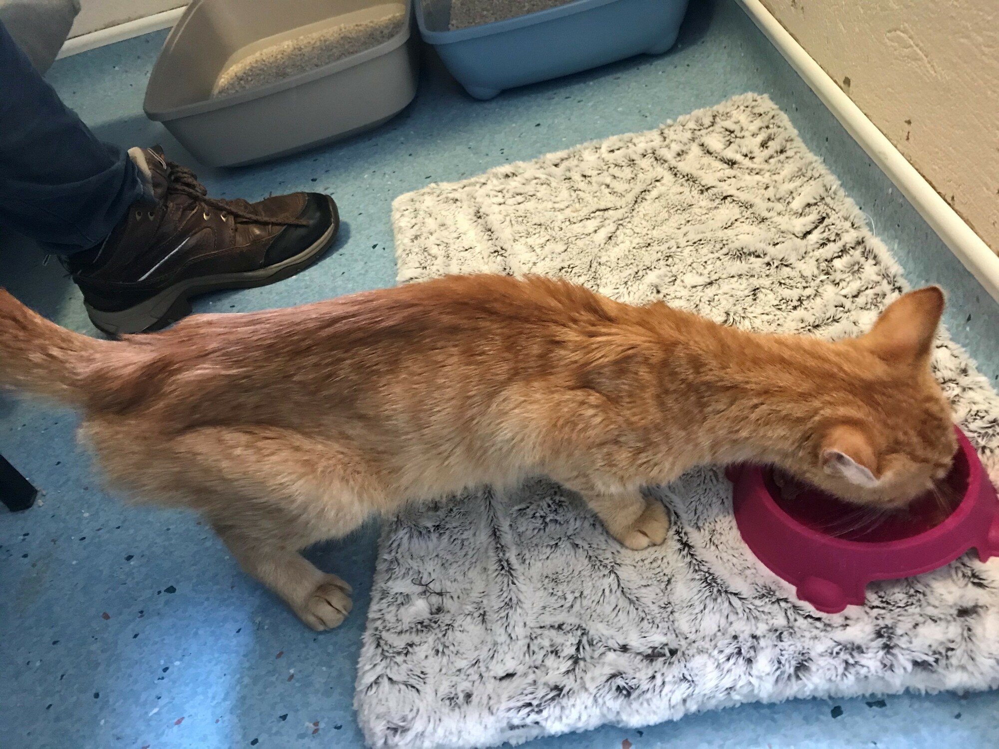 Severely emaciated ginger cat Hope eats from a cerise bowl