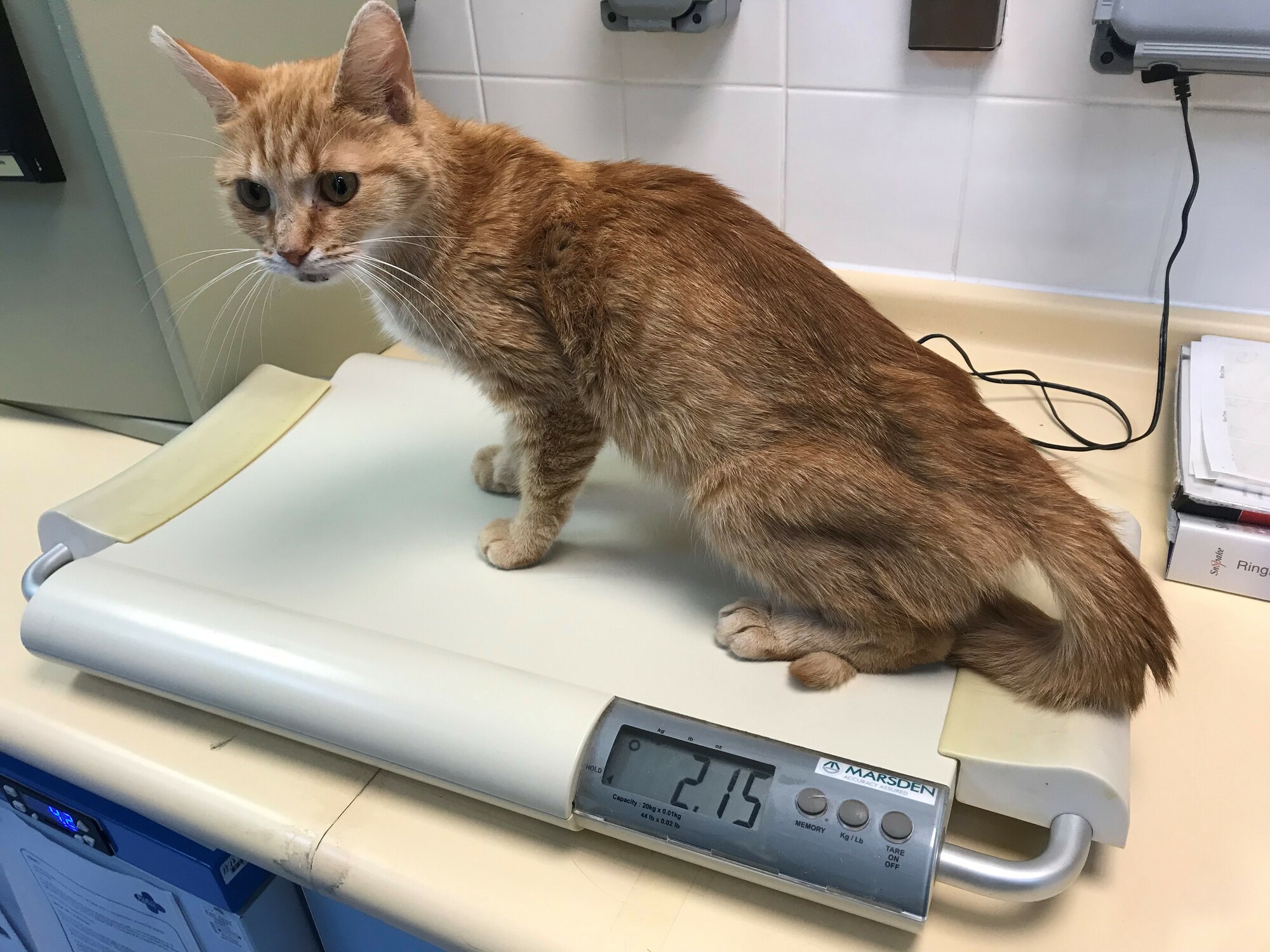 Severely emaciated ginger cat Hope is weighed on a tabletop scale