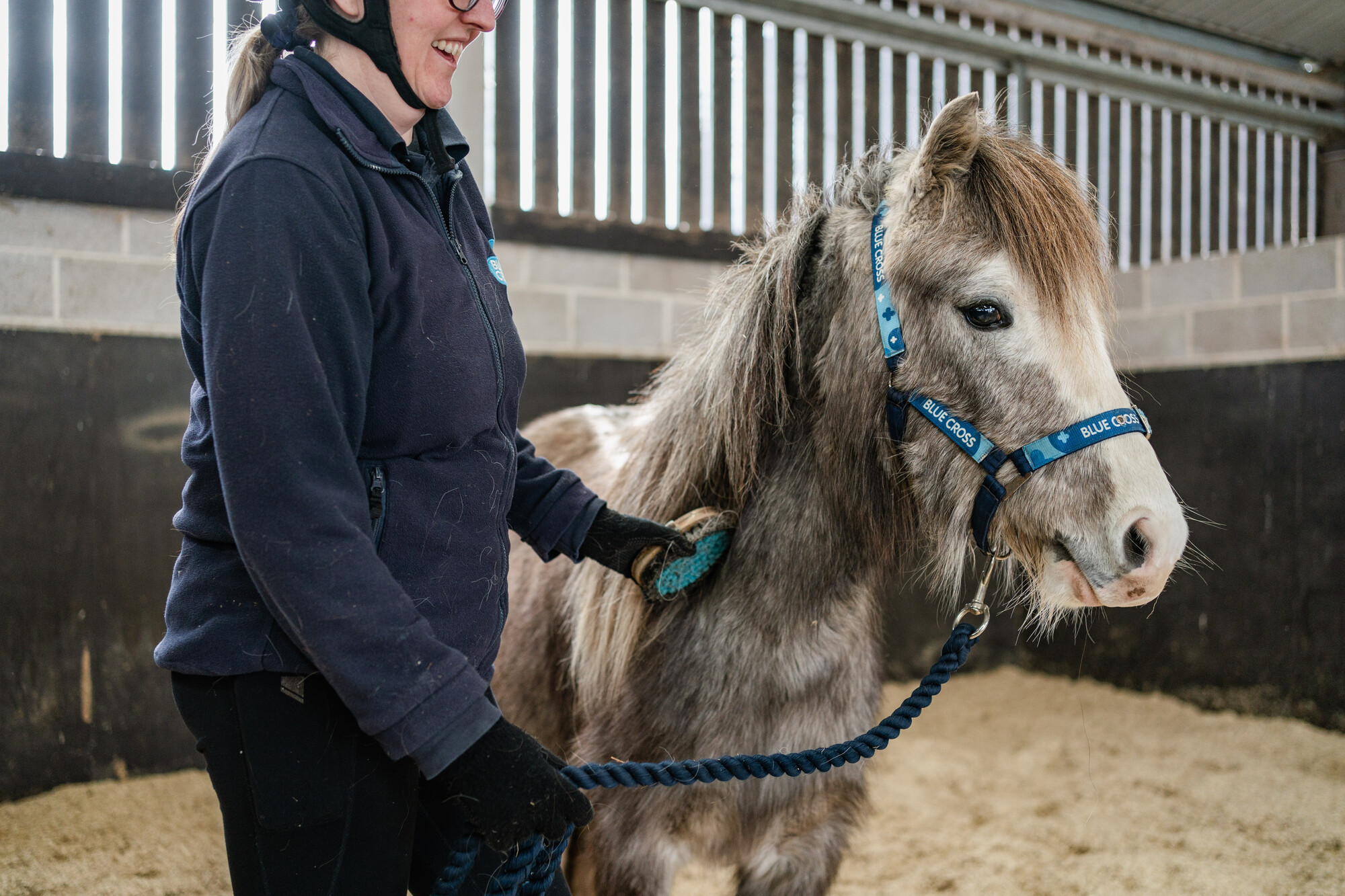 Grey pony Leo is groomed by his handler