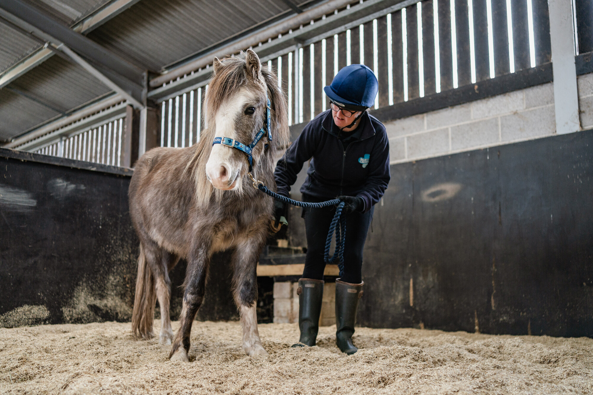 Grey pony Leo is groomed by his handler