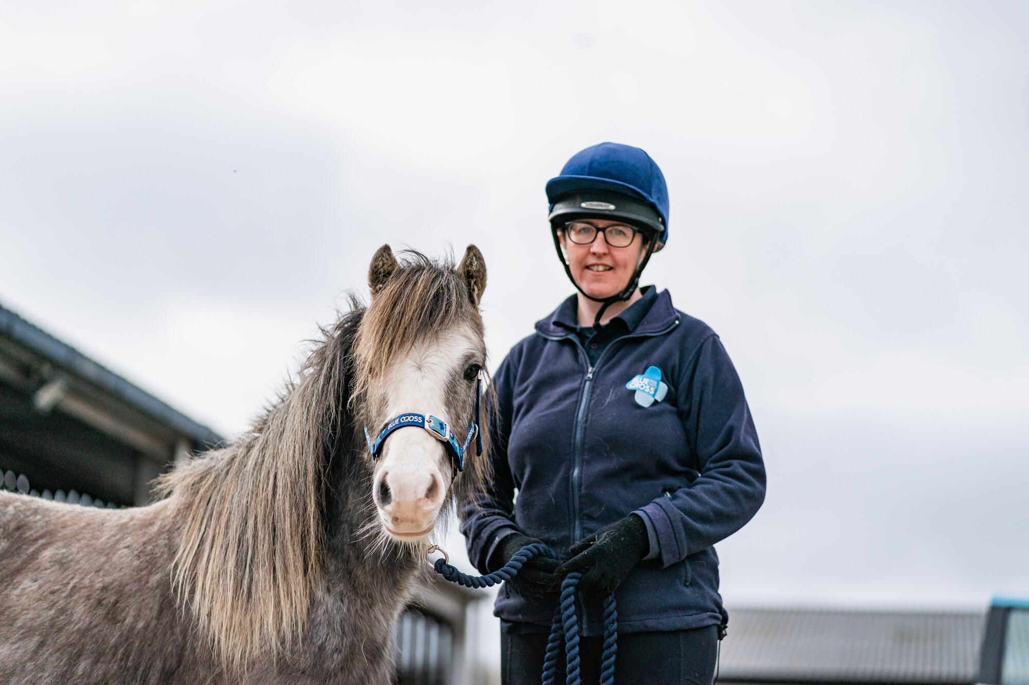 Grey pony Leo looks into the camera while he is held by his Blue Cross handler