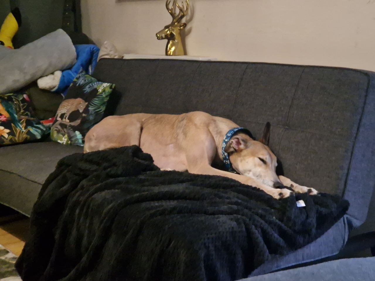 Fawn greyhound Lucian lies sleeping on a dark grey sofa