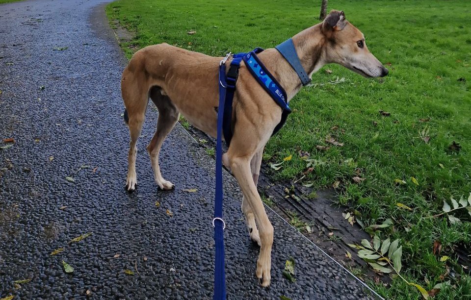 Fawn greyhound Lucian stands gazing to the right in a grassy park