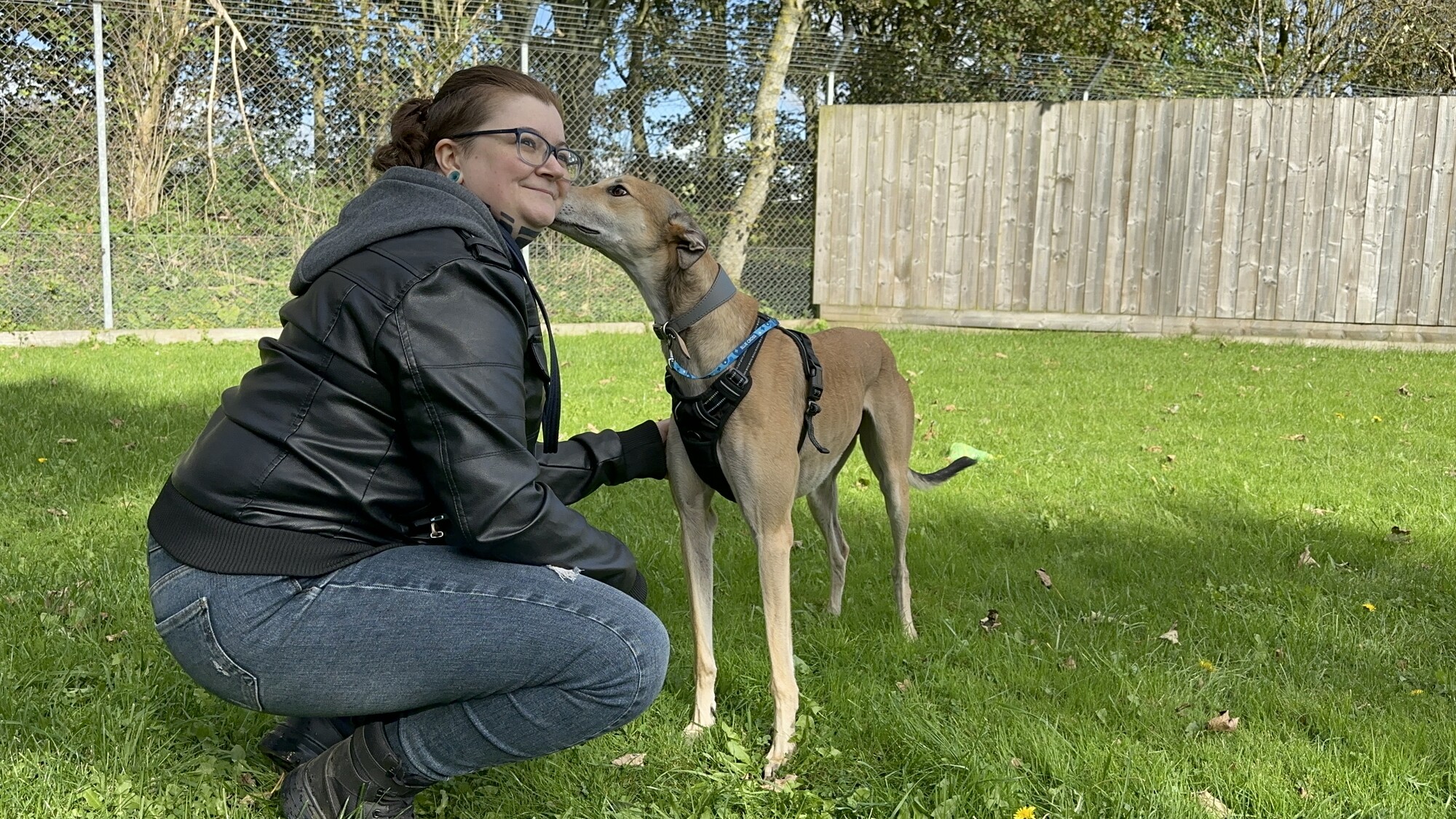 Fawn greyhound Lucian kisses his rehomer while standing in a grassy paddock