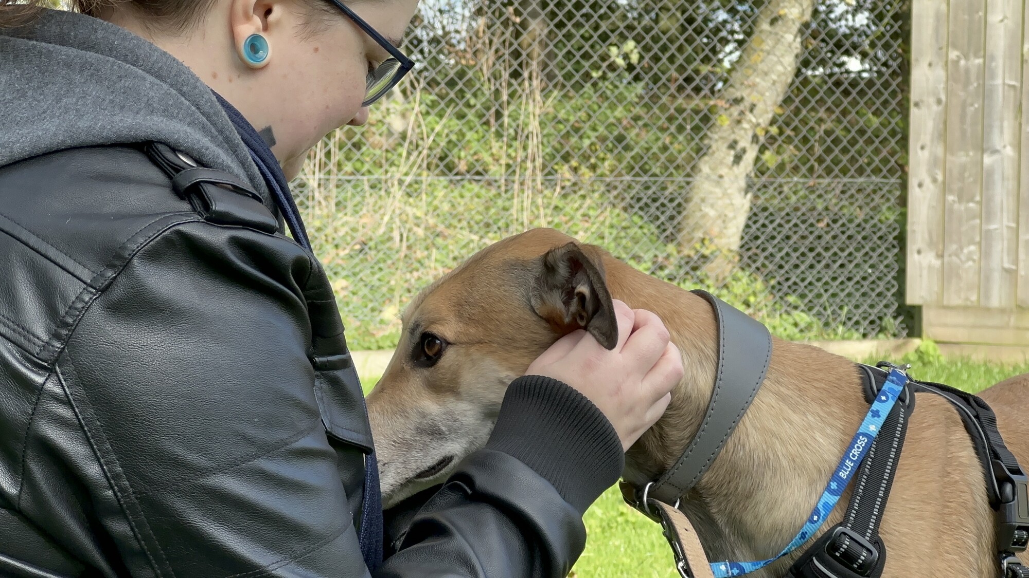 Lucian the fawn greyhound is stroked by his rehomer