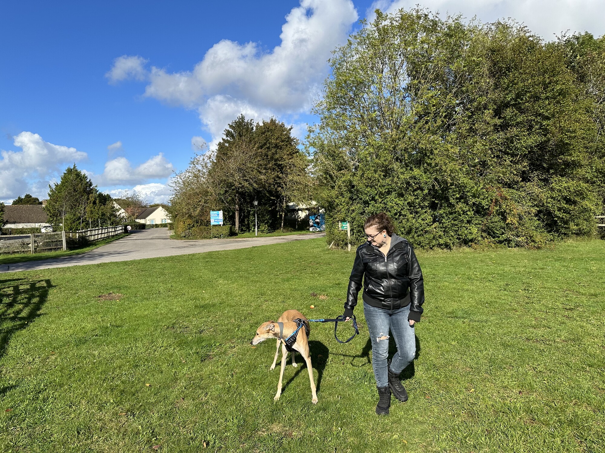 Fawn greyhound Lucian is walked across a grassy field by his rehomer
