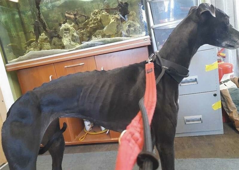 Emaciated black lurcher Martha stands with her ribs protruding