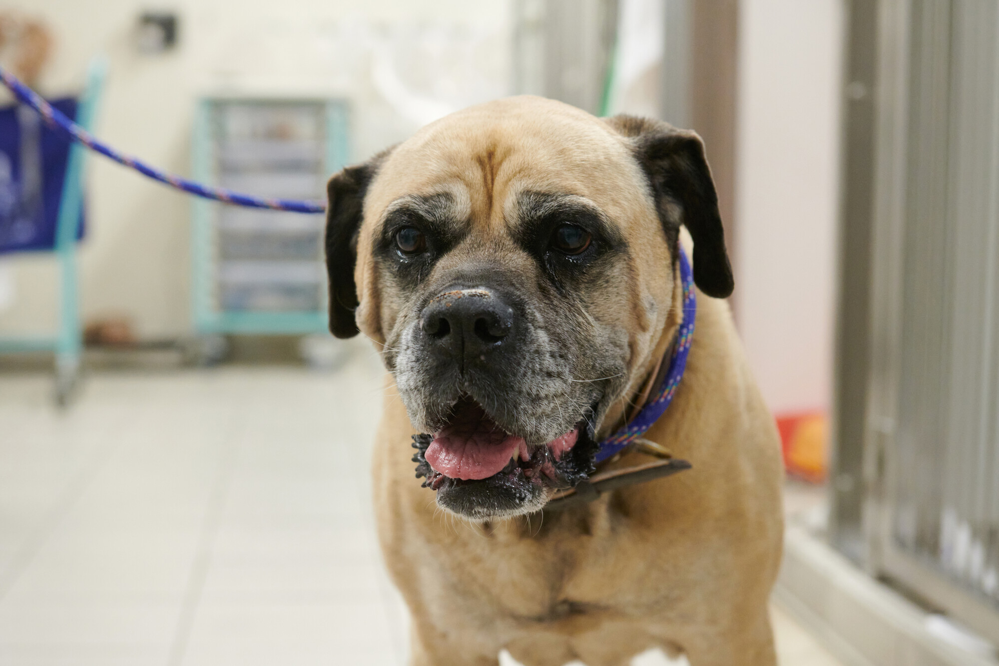 Fawn and black bull mastiff Yogi looks into the camera in a post-operation recovery room at Victoria animal hospital