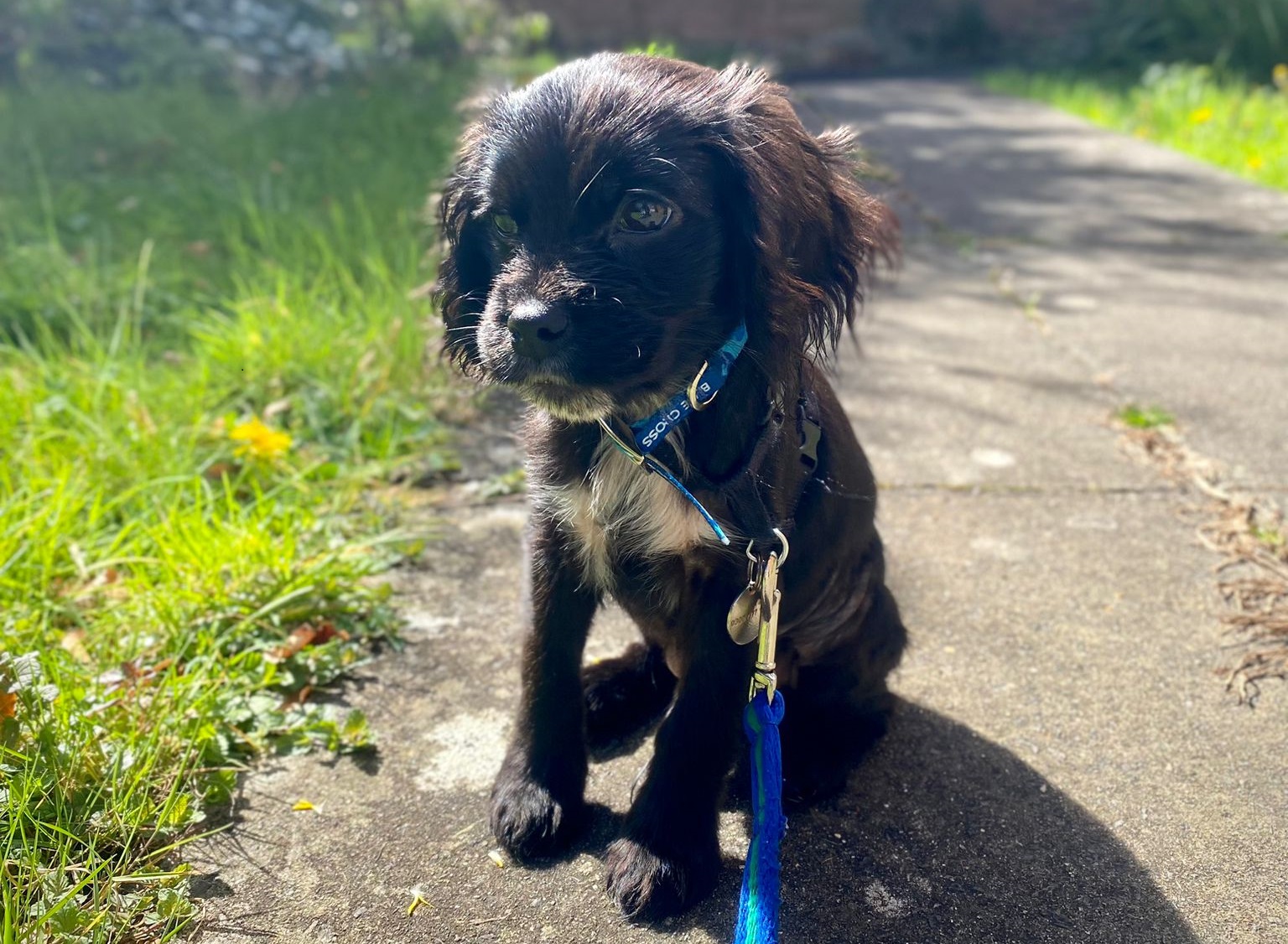 Black spaniel puppy Archie sits on a path wearing a Blue Cross collar