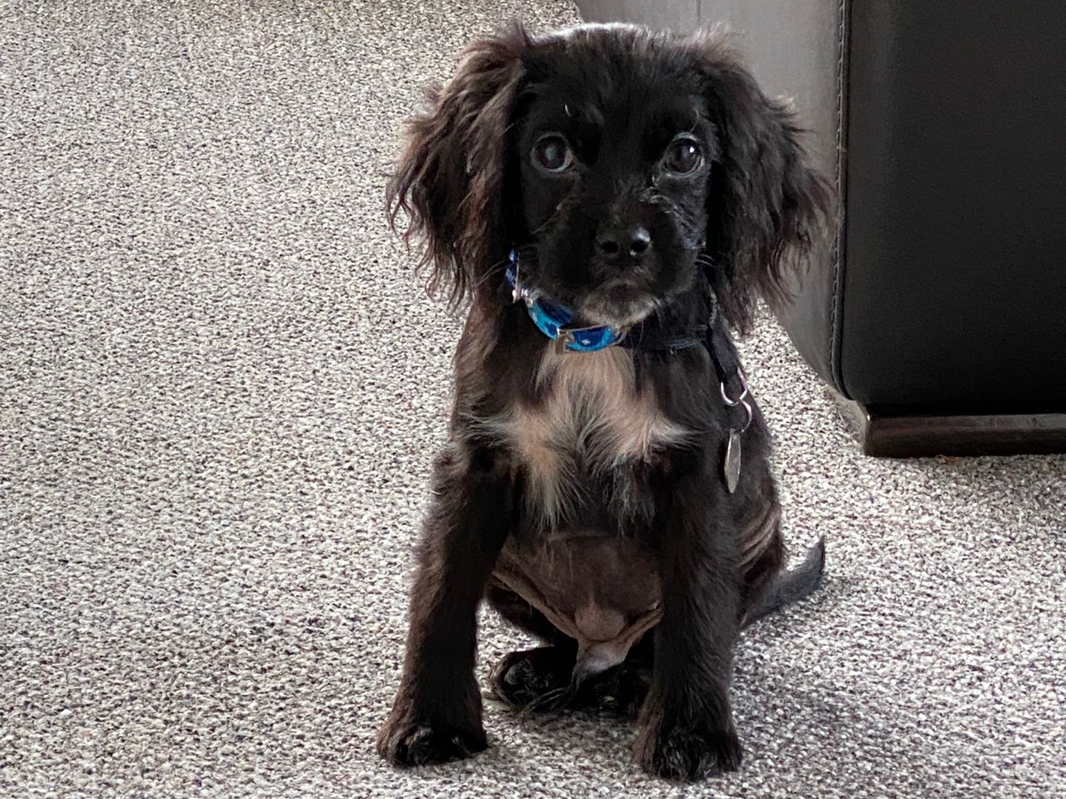 Black spaniel puppy Archie sits upright on a grey carpet wearing a Blue Cross collar