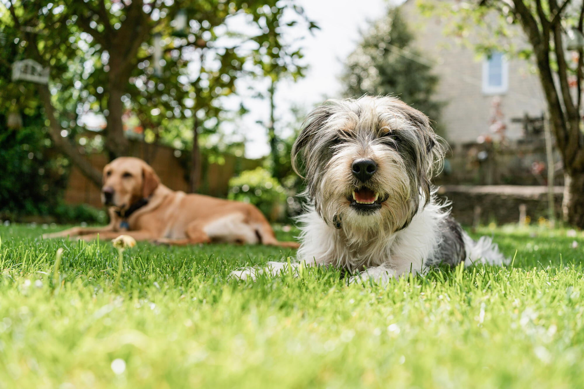 Fidget lying on the grass in his garden close to yellow labrador, Luna