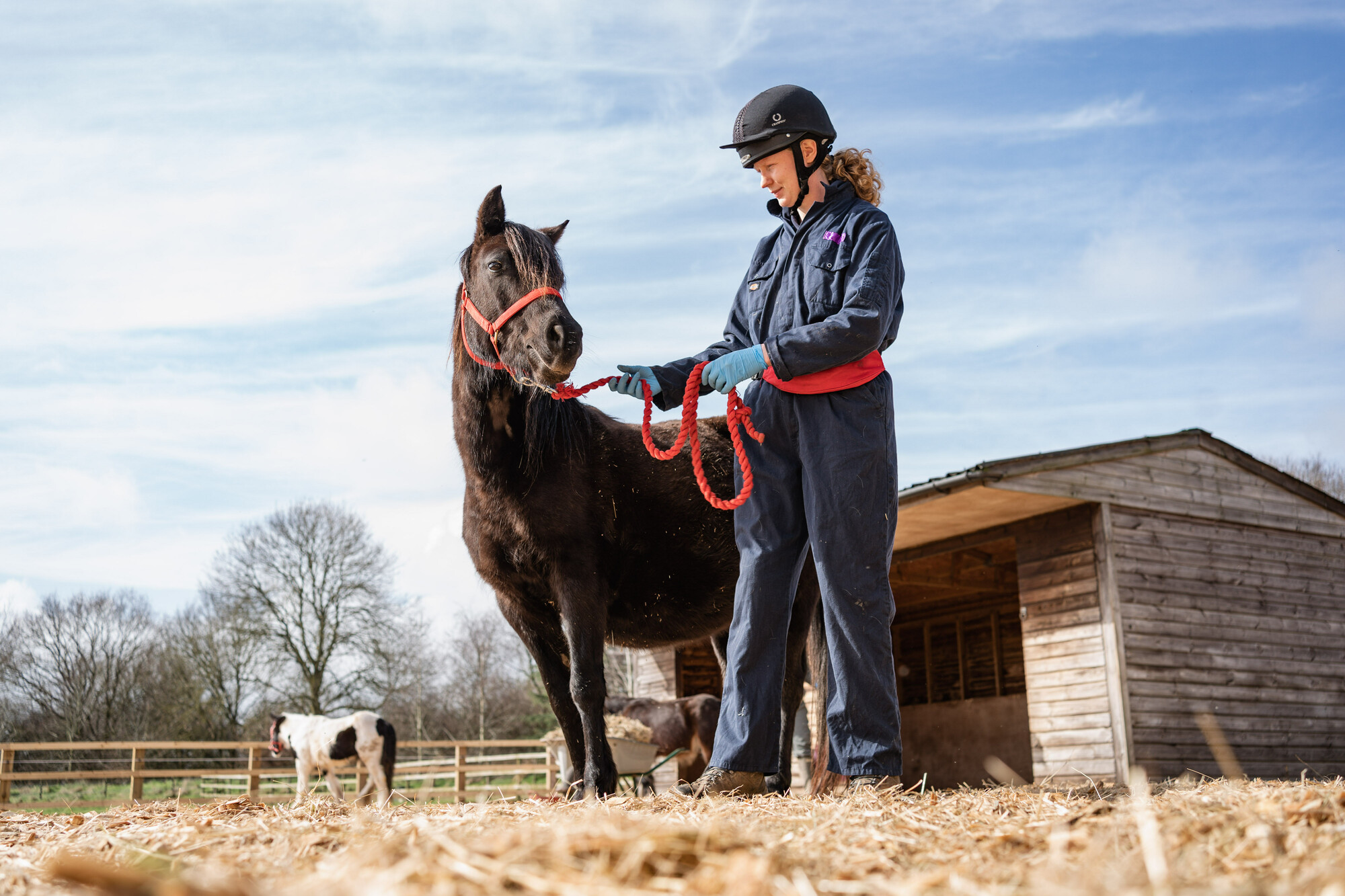 Heavily pregnant black mare Brie is held by a Blue Cross team member