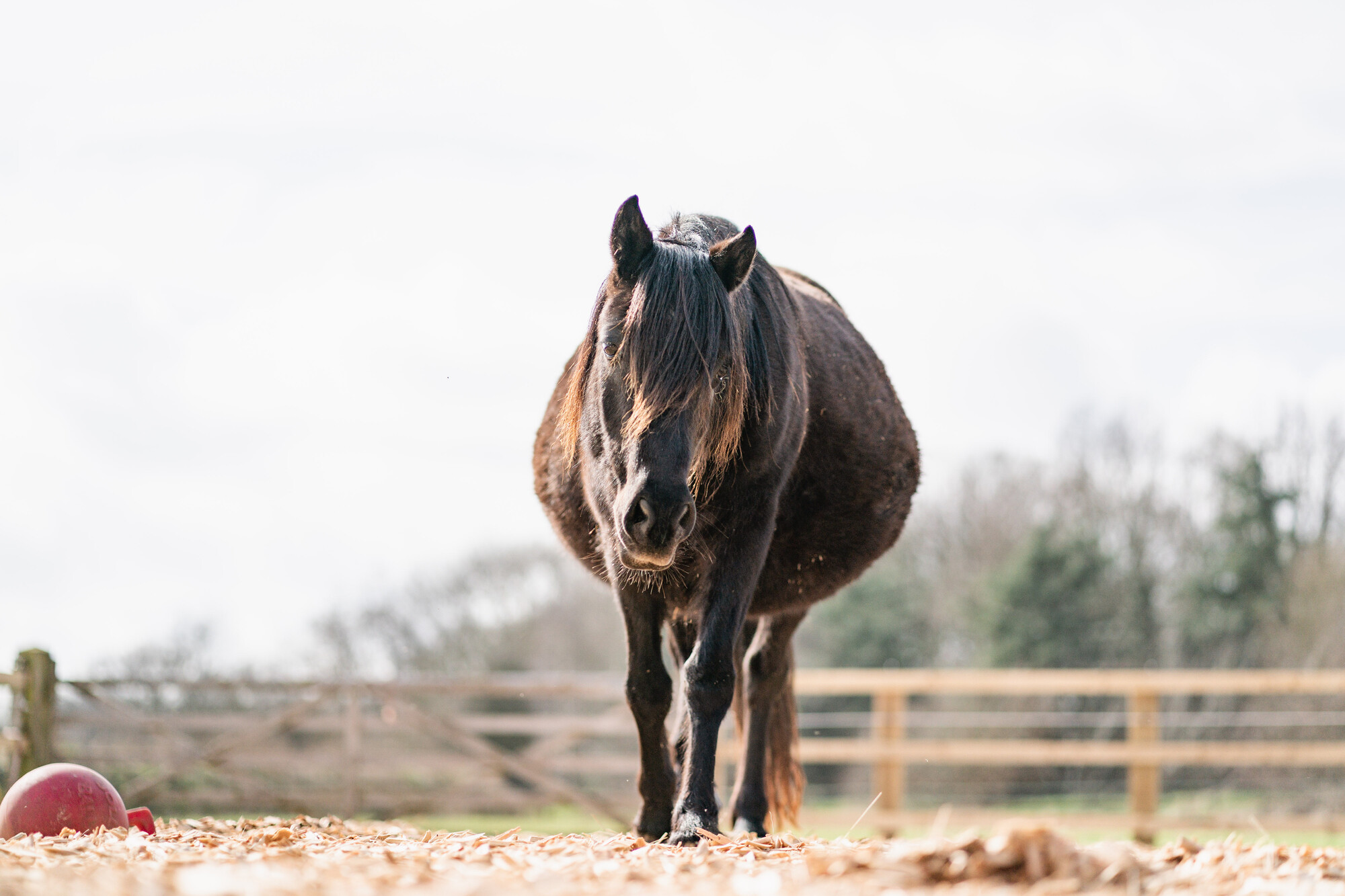 A heavily pregnant black mare walks towards the camera in a wooden fenced paddock