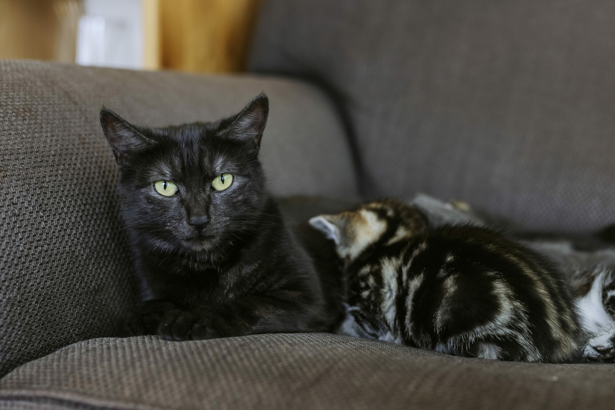 Black cat Peggy lies on a grey sofa while feeding her tabby kittens