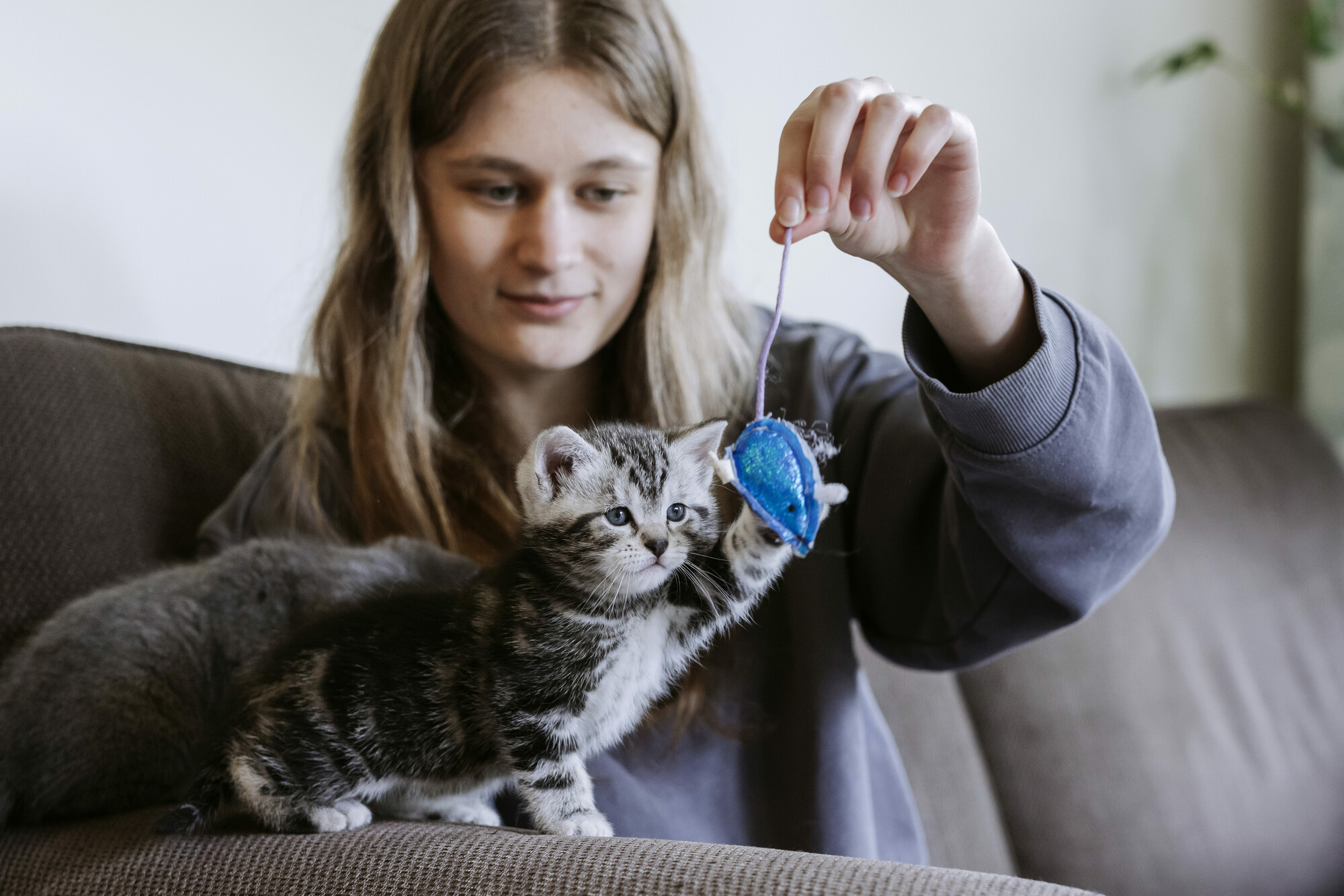 Silver tabby kitten Percy plays with a blue mouse toy held by a Blue Cross volunteer foster carer