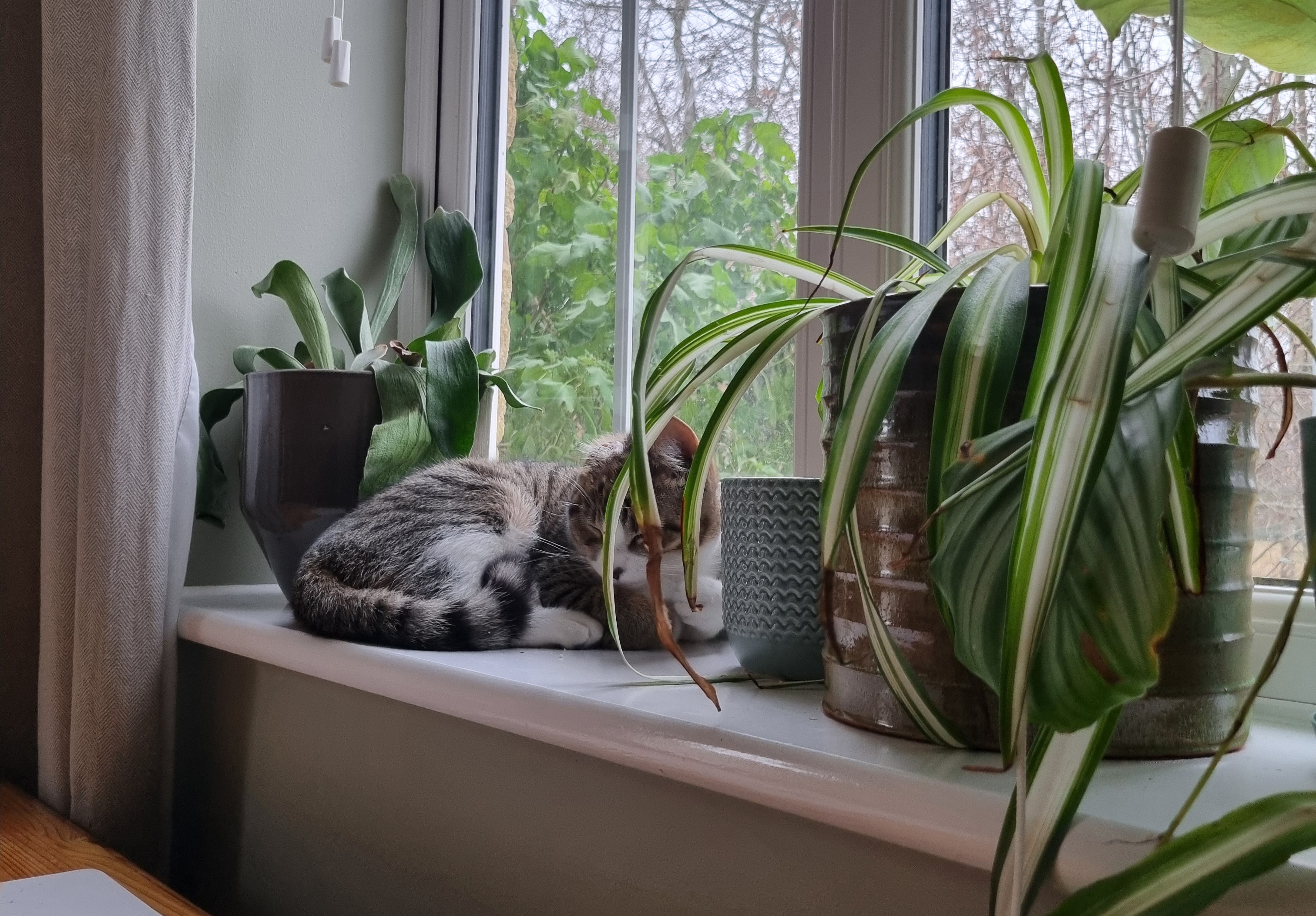 Tabby cat Honey relaxing on a white windowsill surrounded by plants in pots