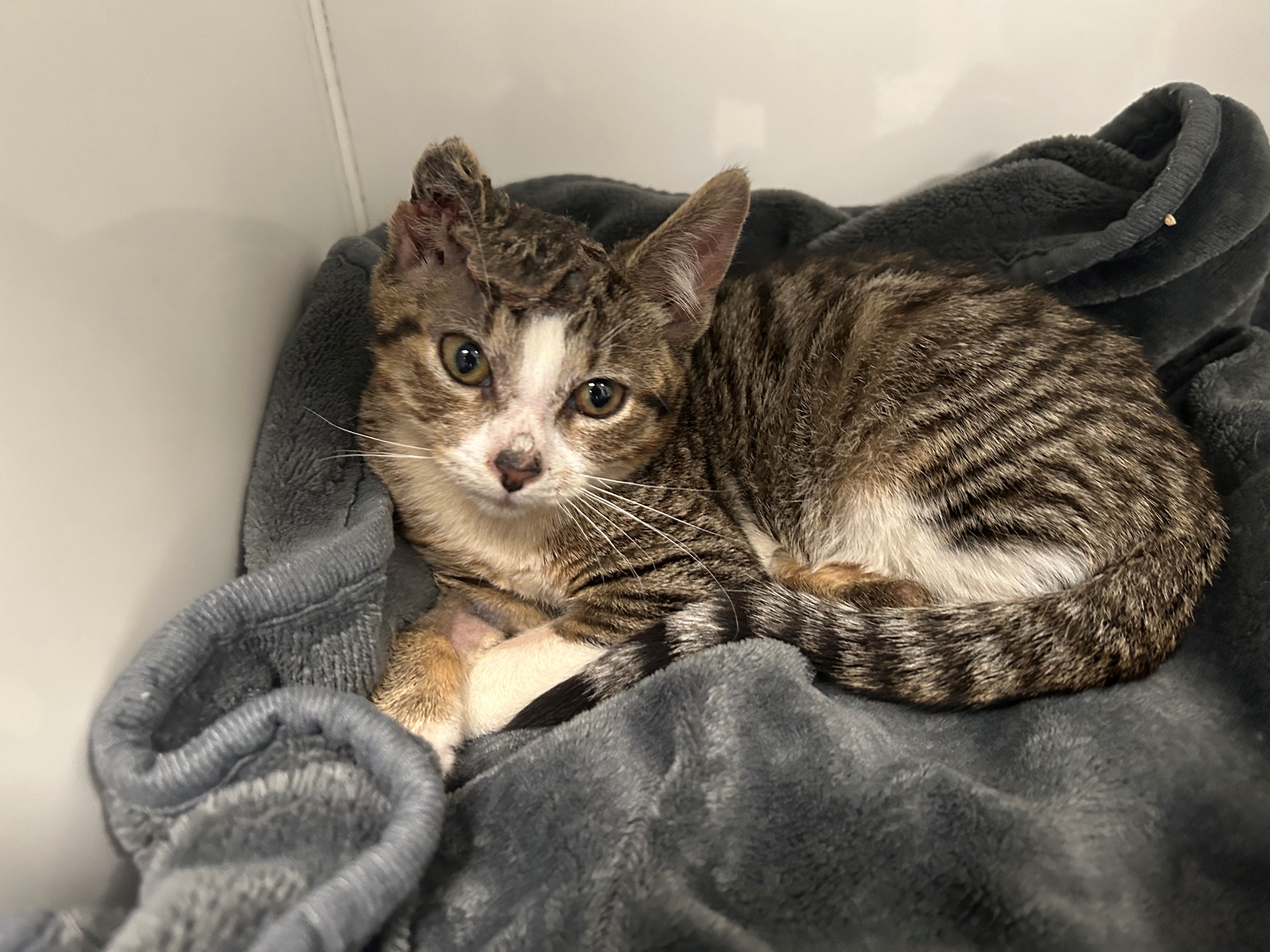 Tabby cat Honey on a grey blanket on her arrival at Victoria animal hospital with the injury to her ear visible