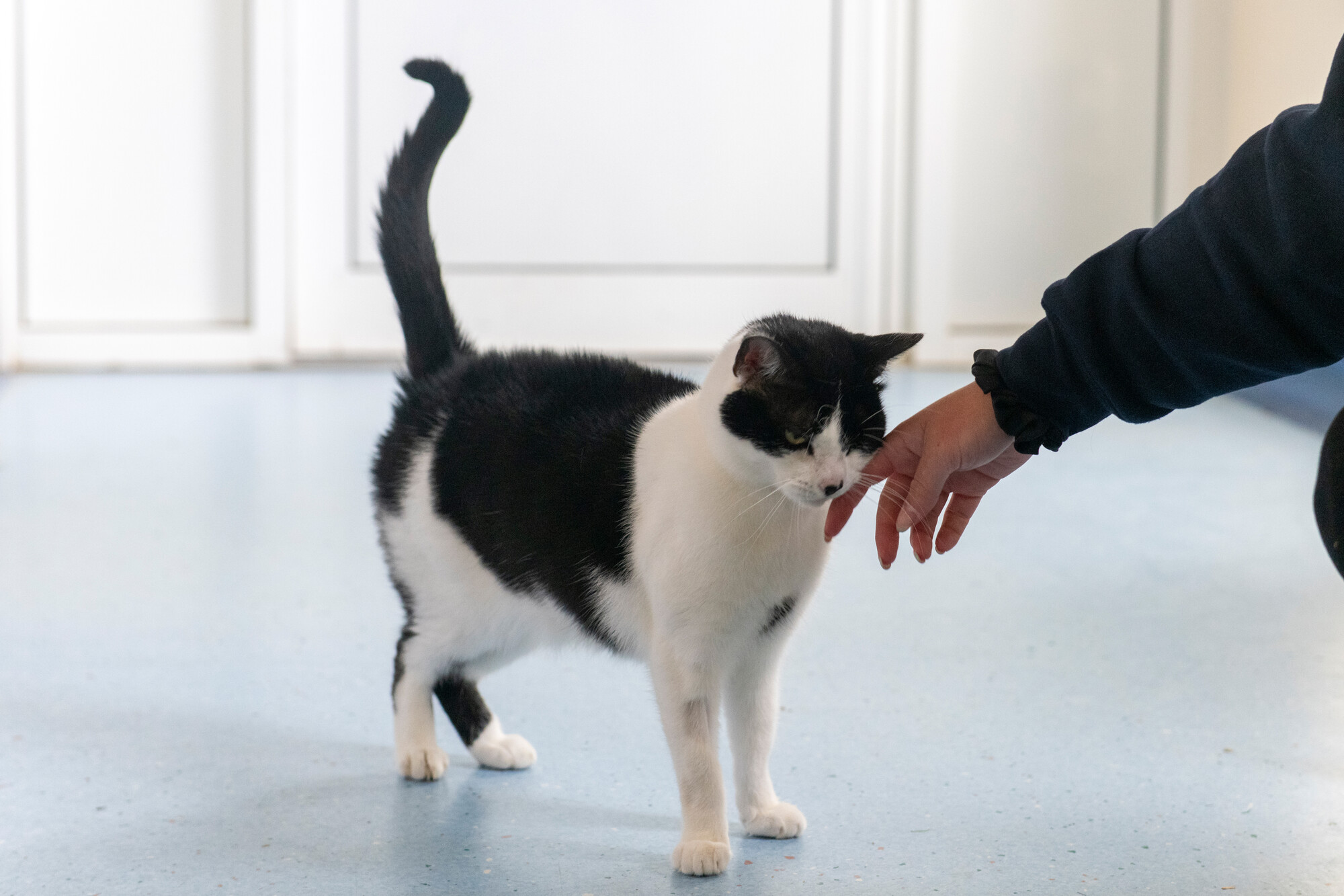 Black and white cat Griffin nuzzling his cheek into the hand of one of our team members