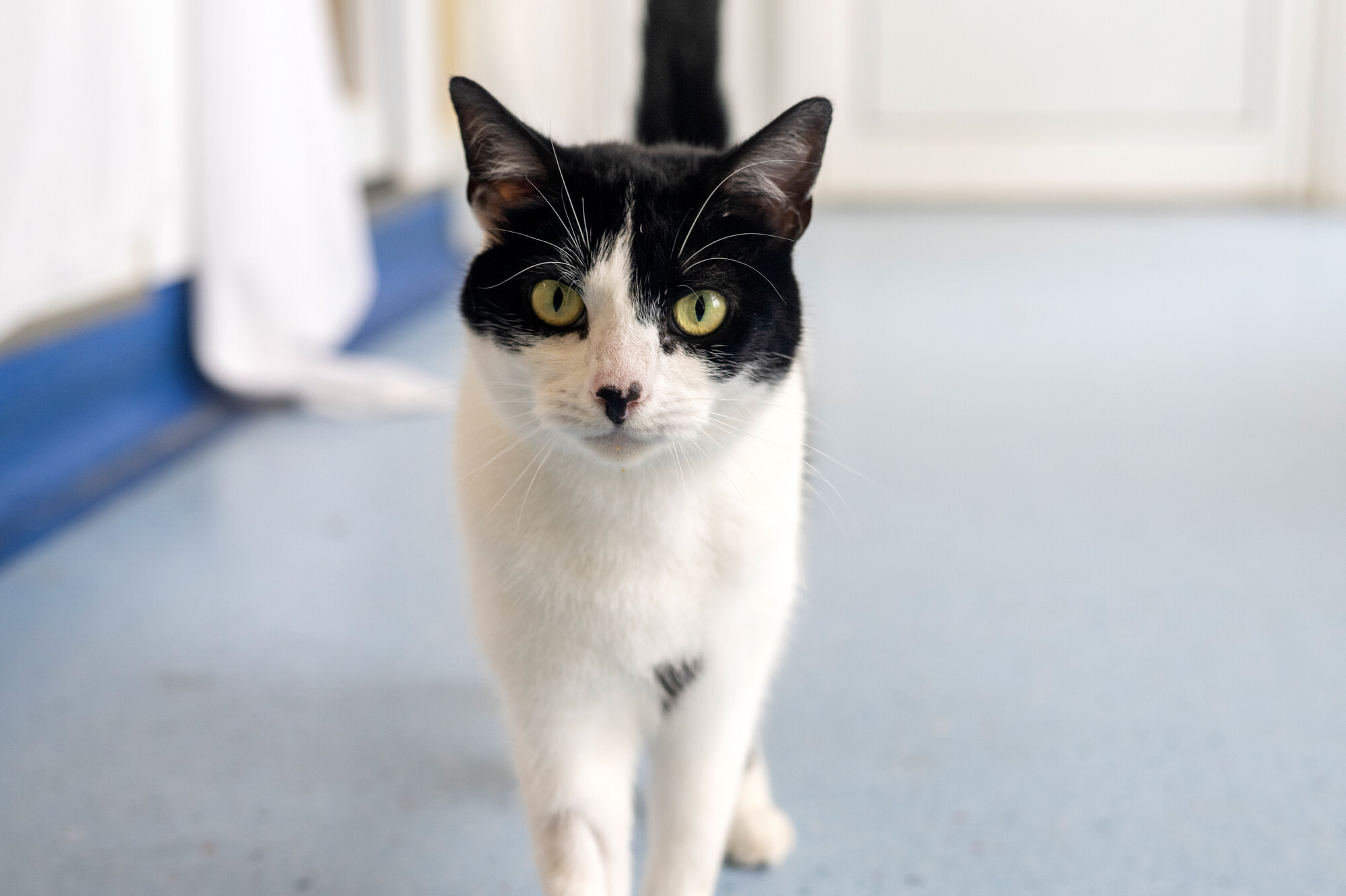Black and white cat Griffin on grey floor walking towards camera
