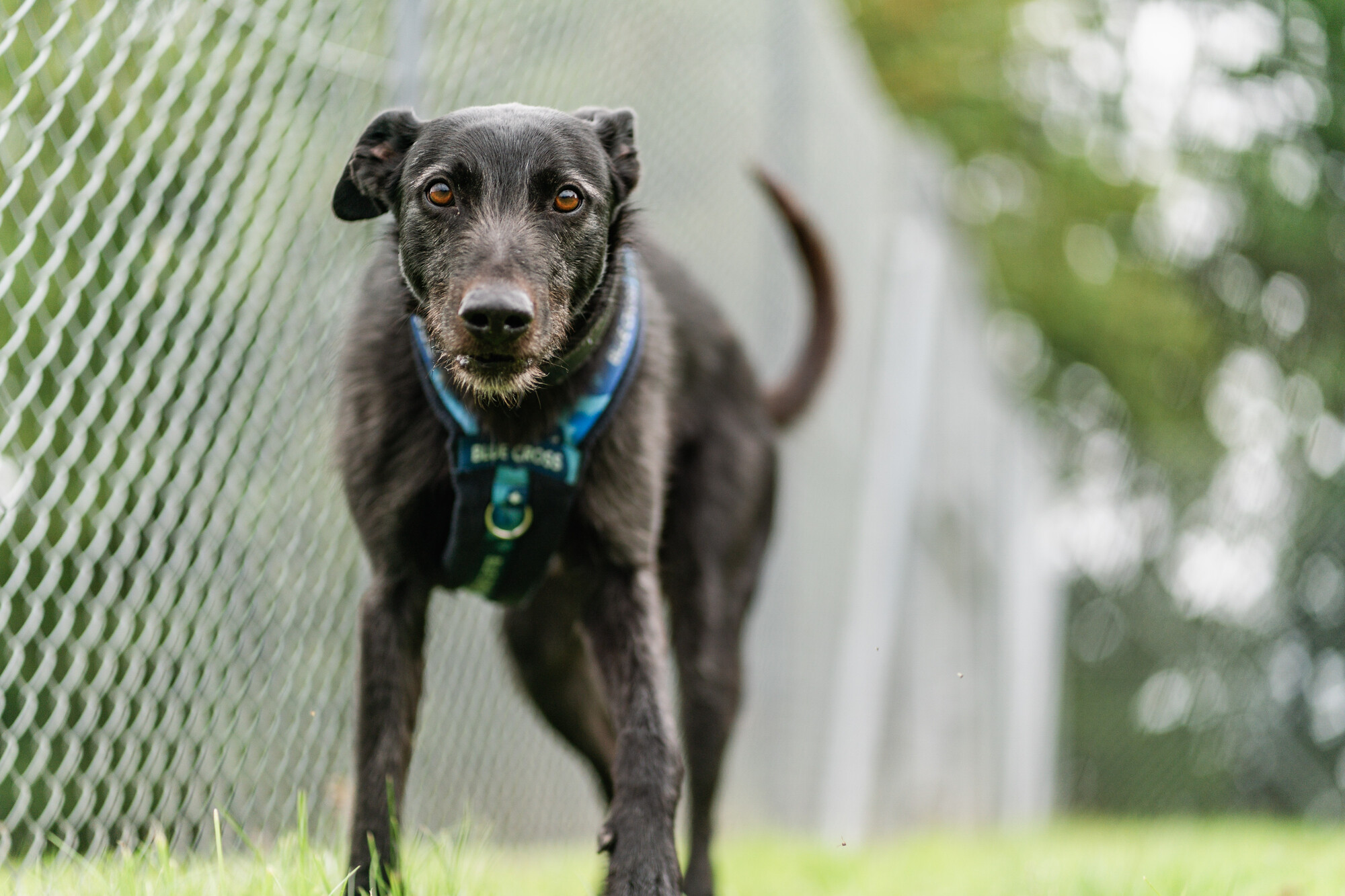 Black lurcher Bruce outside in grassy paddock looking into the camera