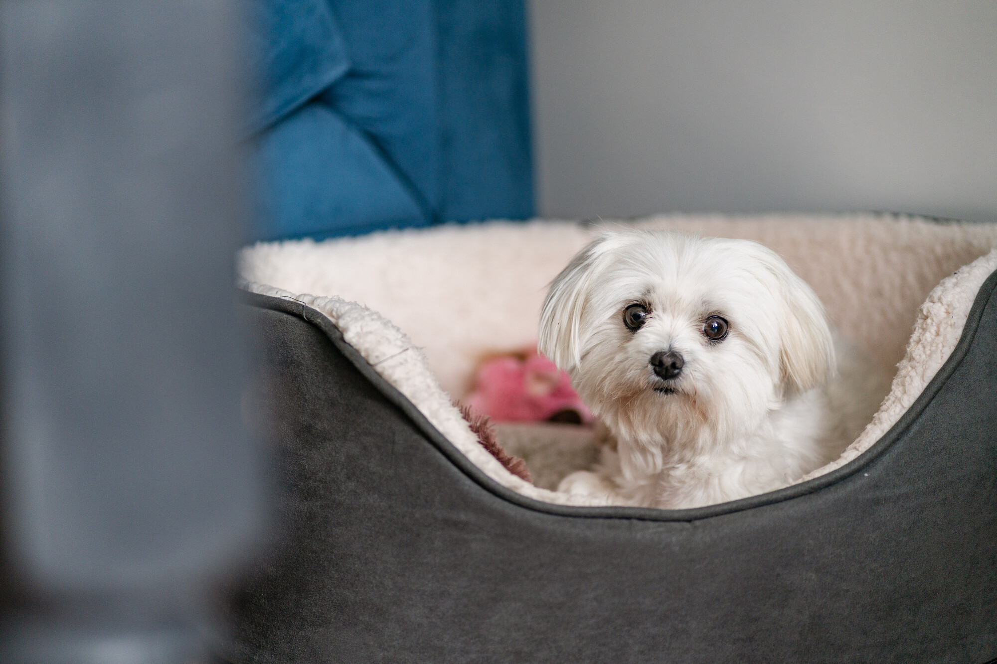 A small white Maltese dog called Midge lying in her bed in her new home