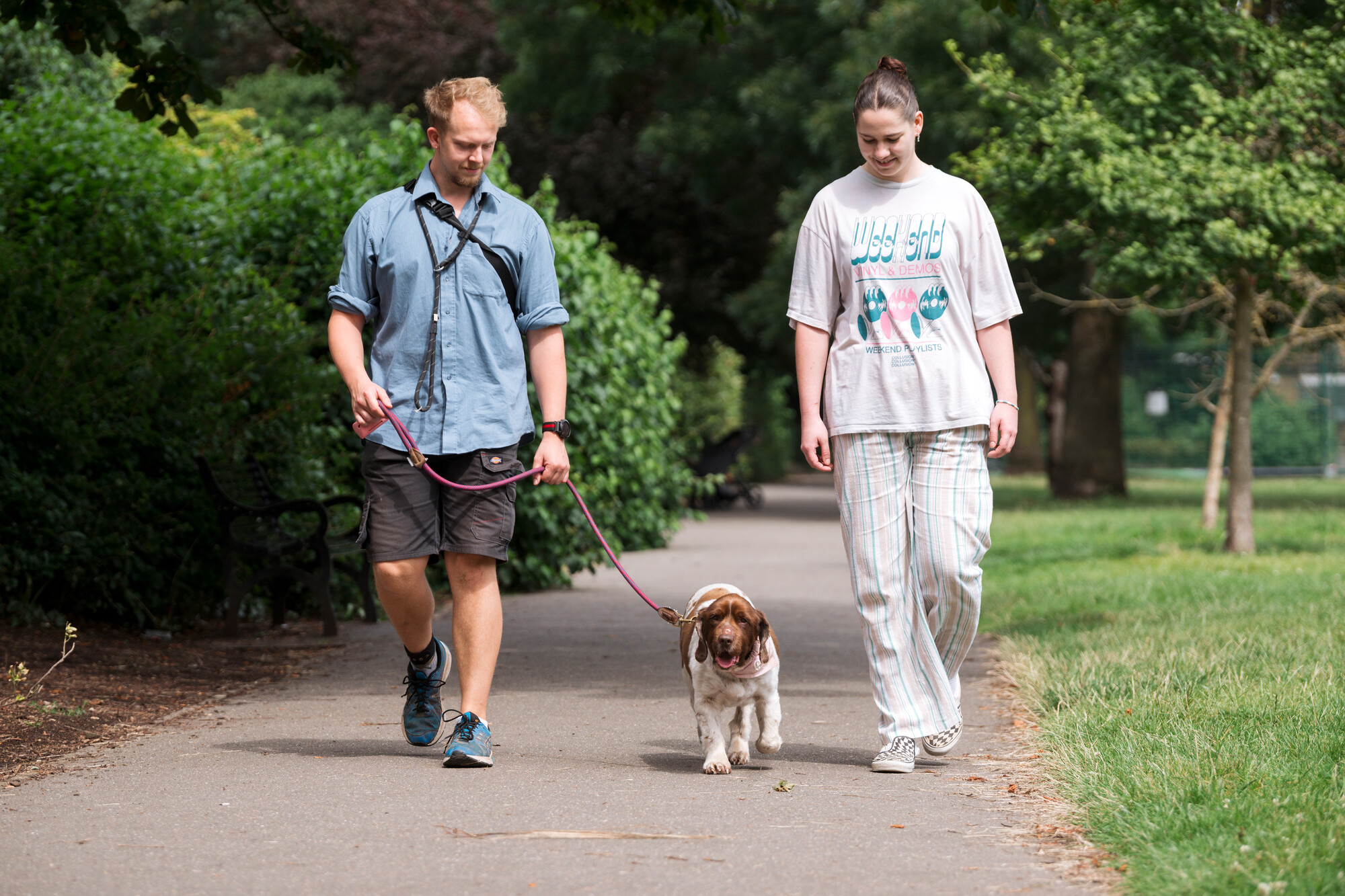 A springer spaniel on a walk on a sunny day with her two owners