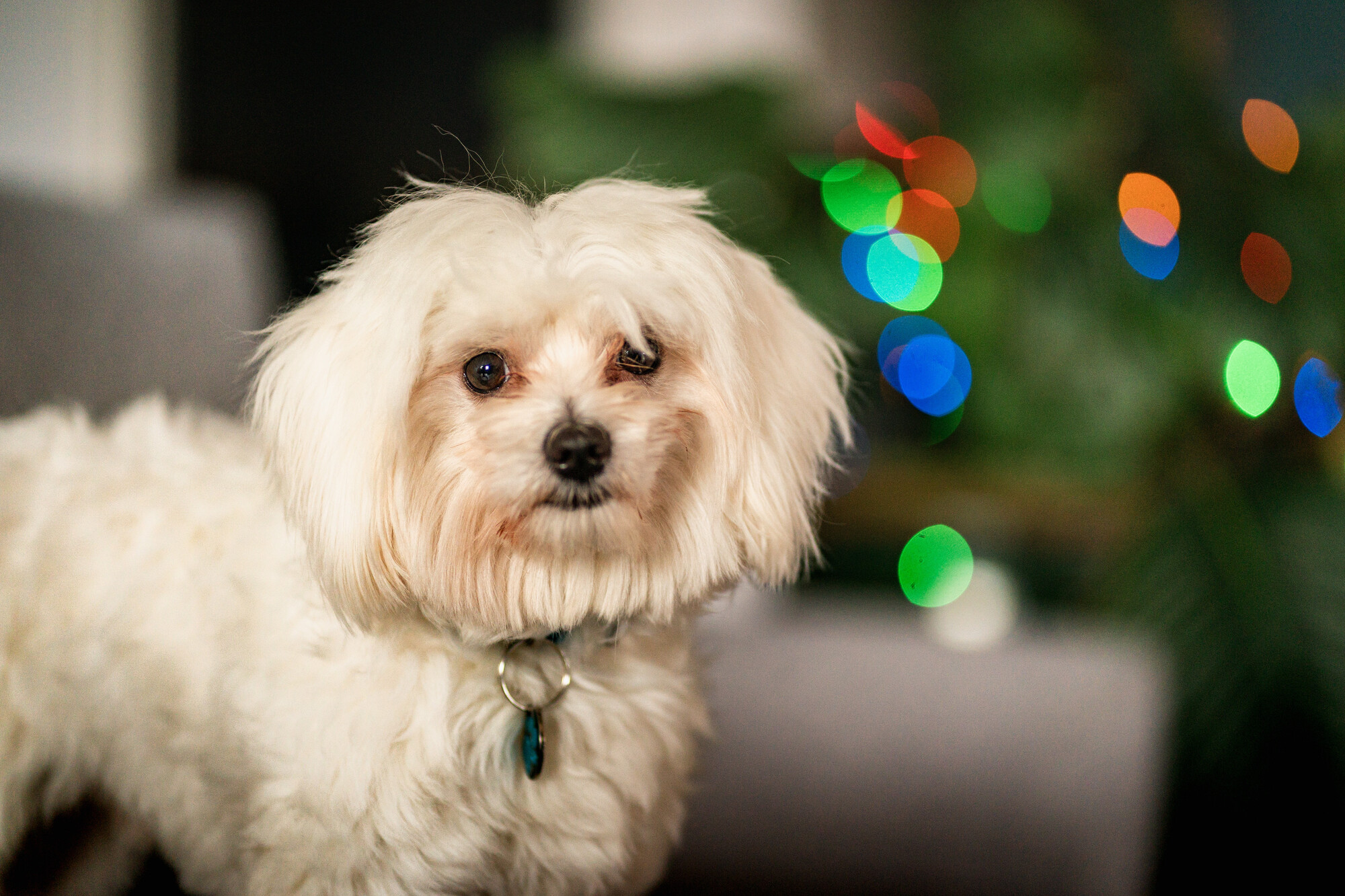White dog Kevin stands on sofa with coloured christmas lights shining in background