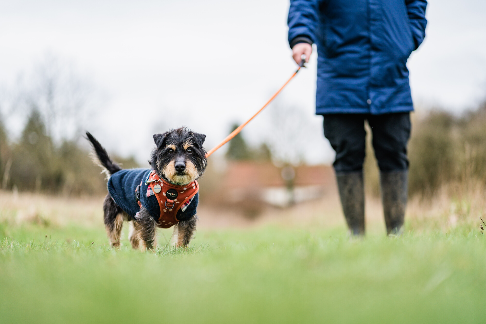 Black and tan dog Vinnie wearing a navy coat and orange collar on a lead walk on grass with team member in wellies and a navy waterproof coat