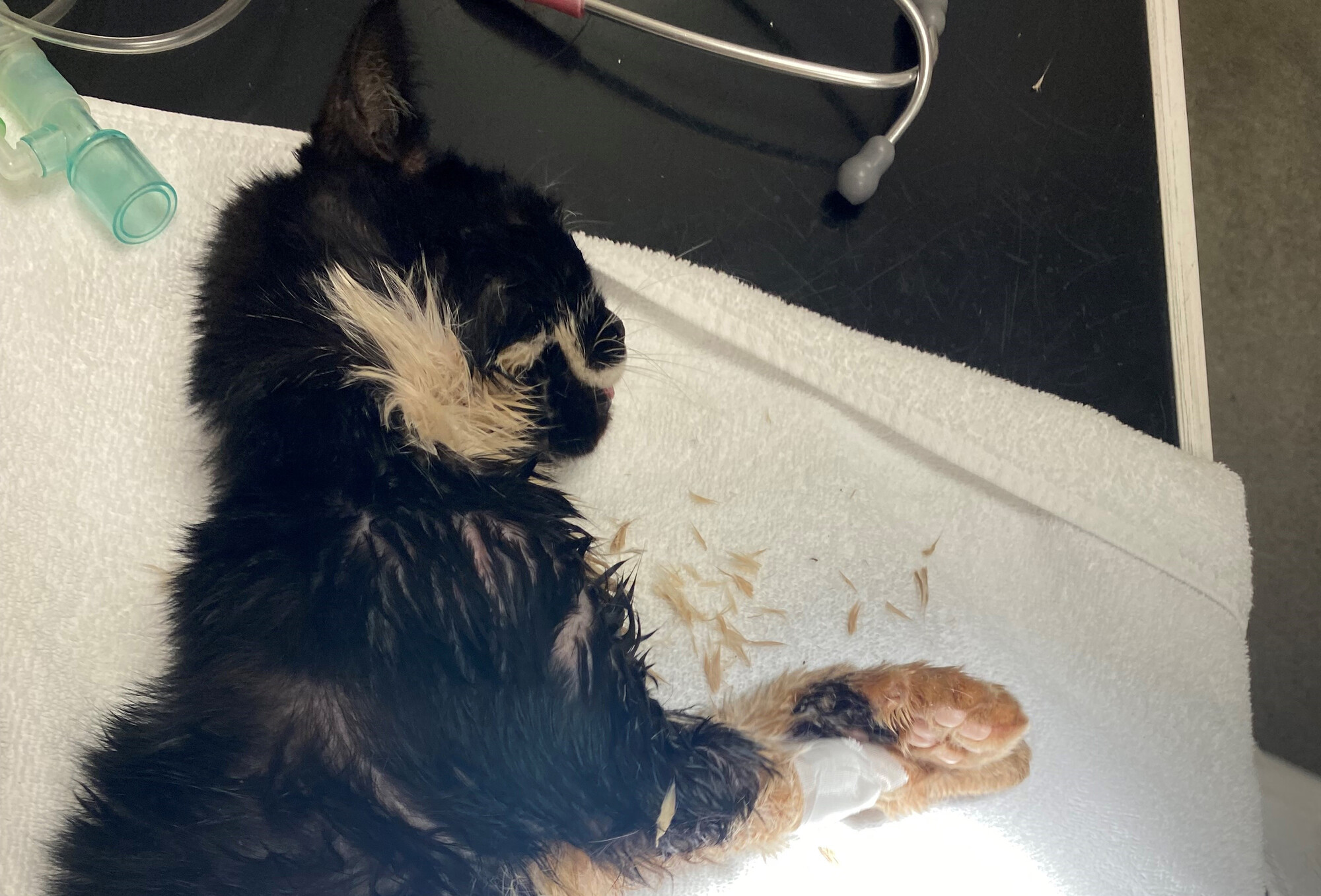 Cat Finsbury lies on a operating table ready for treatment