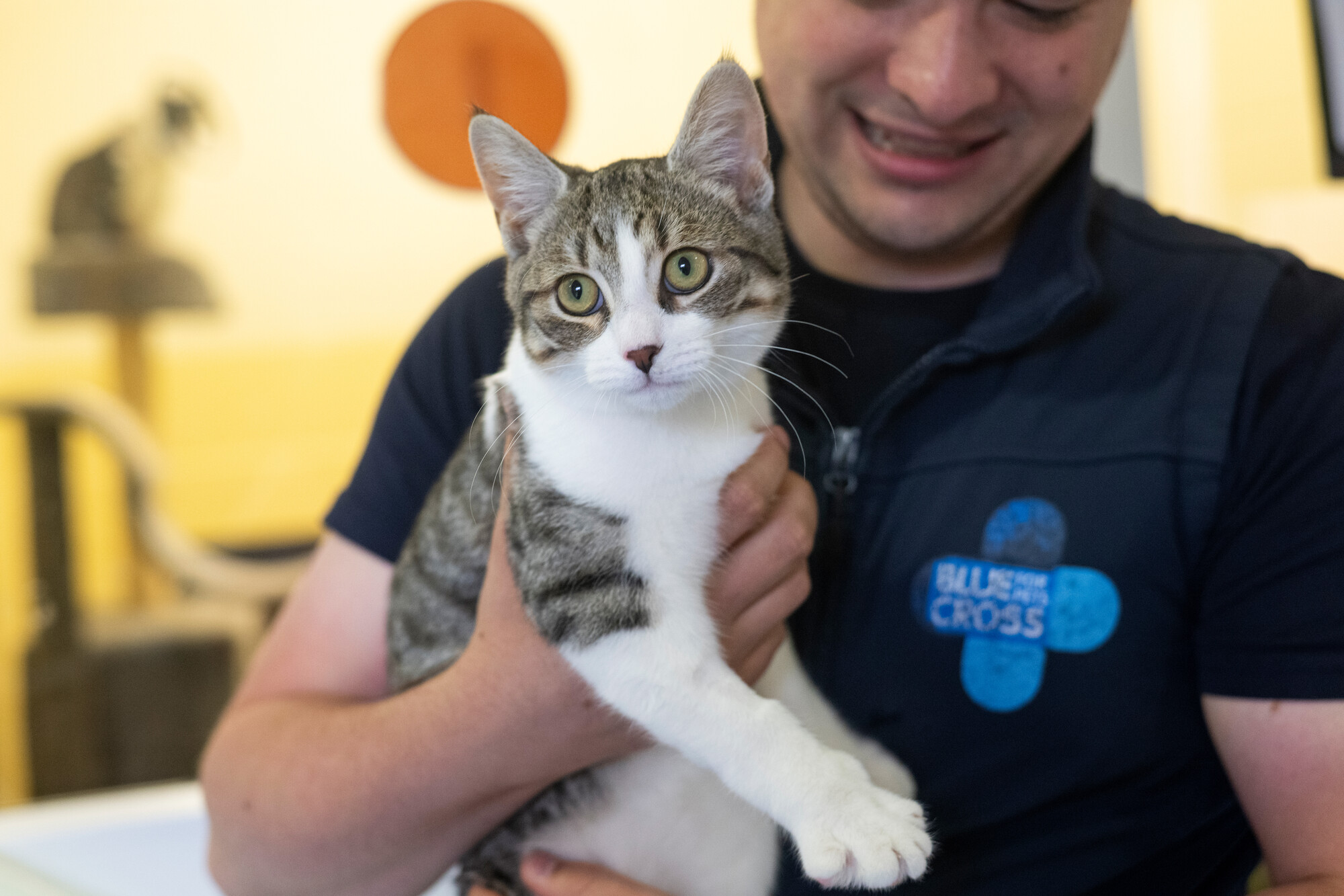 White and grey tabby cat Cloud being held by someone wearing a blue gillet with Blue Cross logo