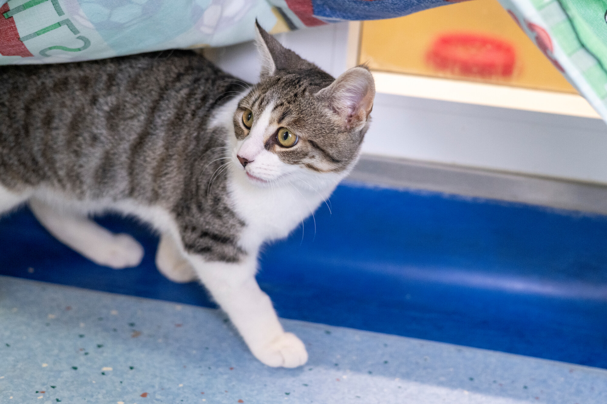 Grey and white tabby cat Cloud walks along cattery floor alongside blue skirting board
