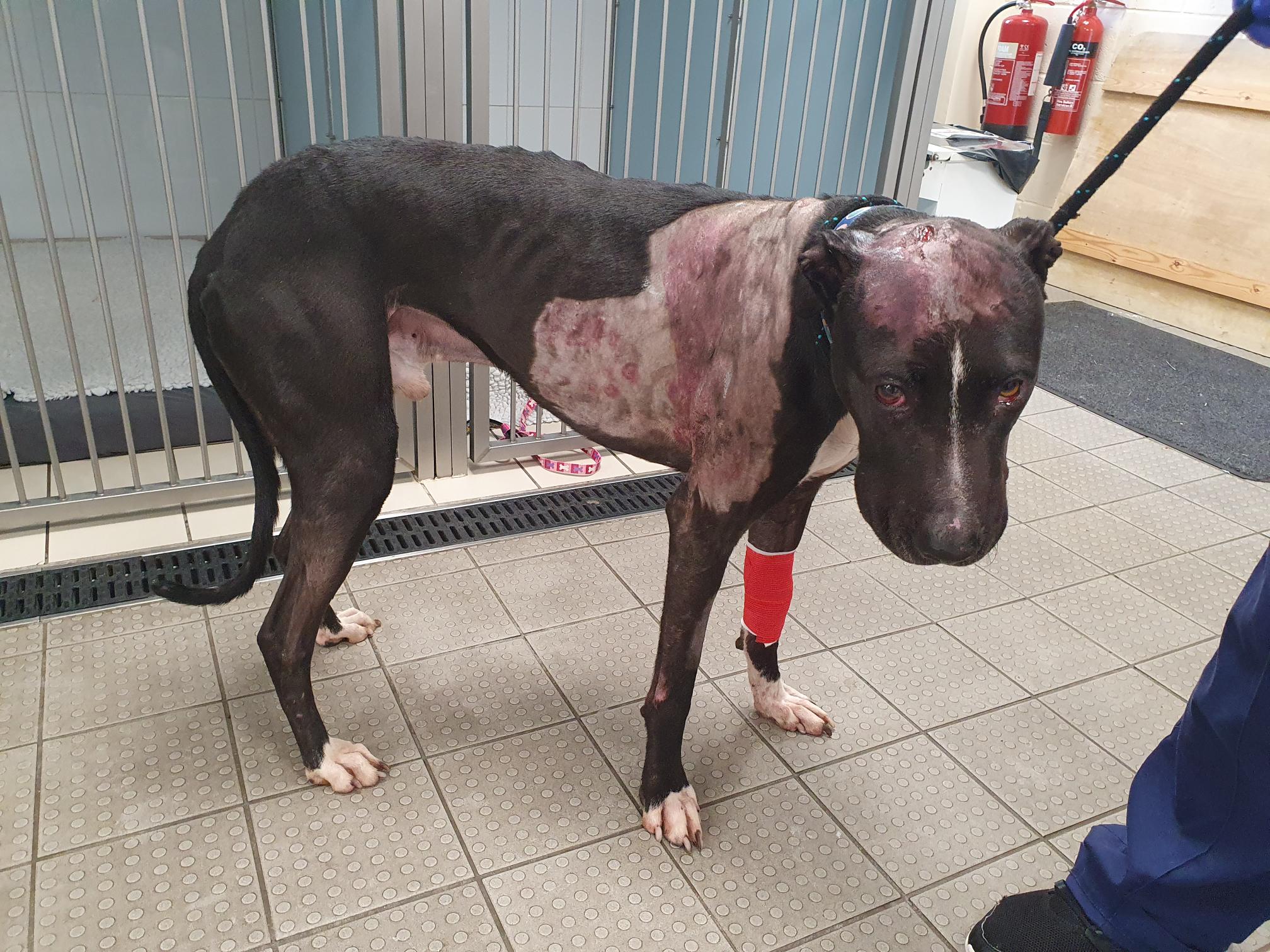 Neglected black dog with pink and inflamed bald patches on side and head as well as puncture wounds. He stands on a tiled floor in a kennel block.