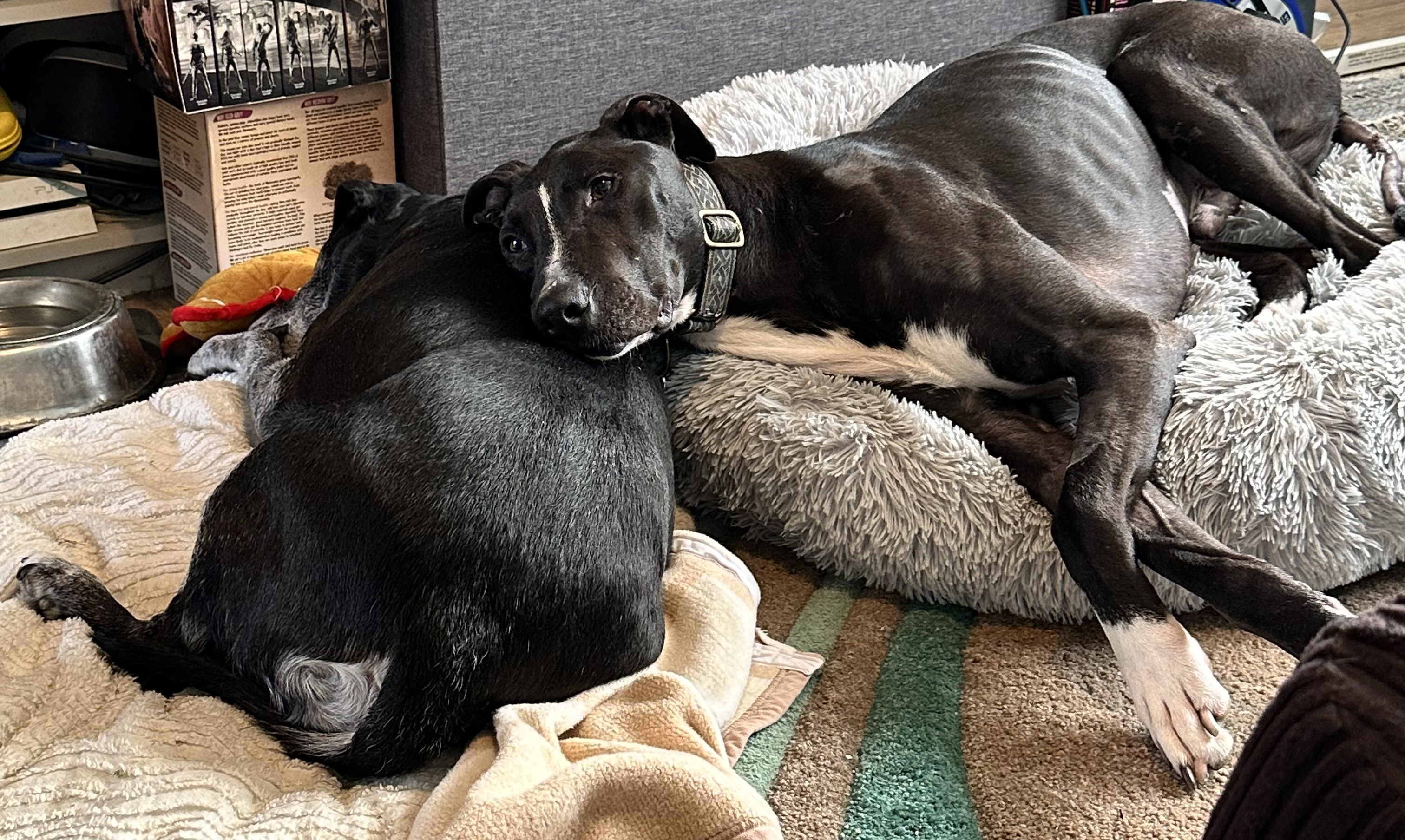 Black dog Frank lying in bed with head resting on another black dog's side