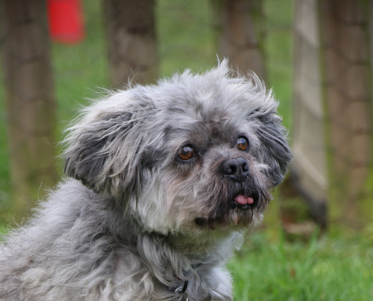 A close up photograph of grey Lhasa Apso, Jeremy