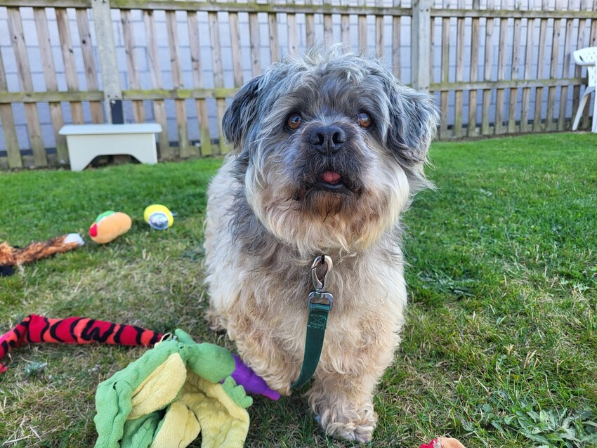 Jeremy, a grey Lhasa Apso, standing outside in his garden with his toys